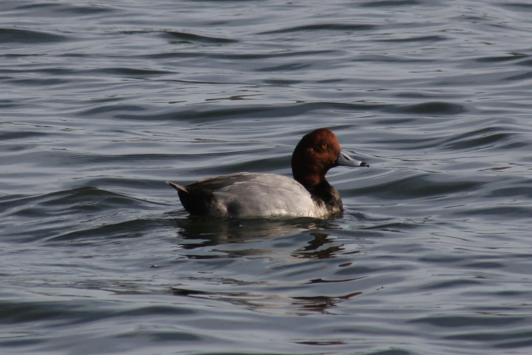 Redhead, Savannah, GA, 2026.