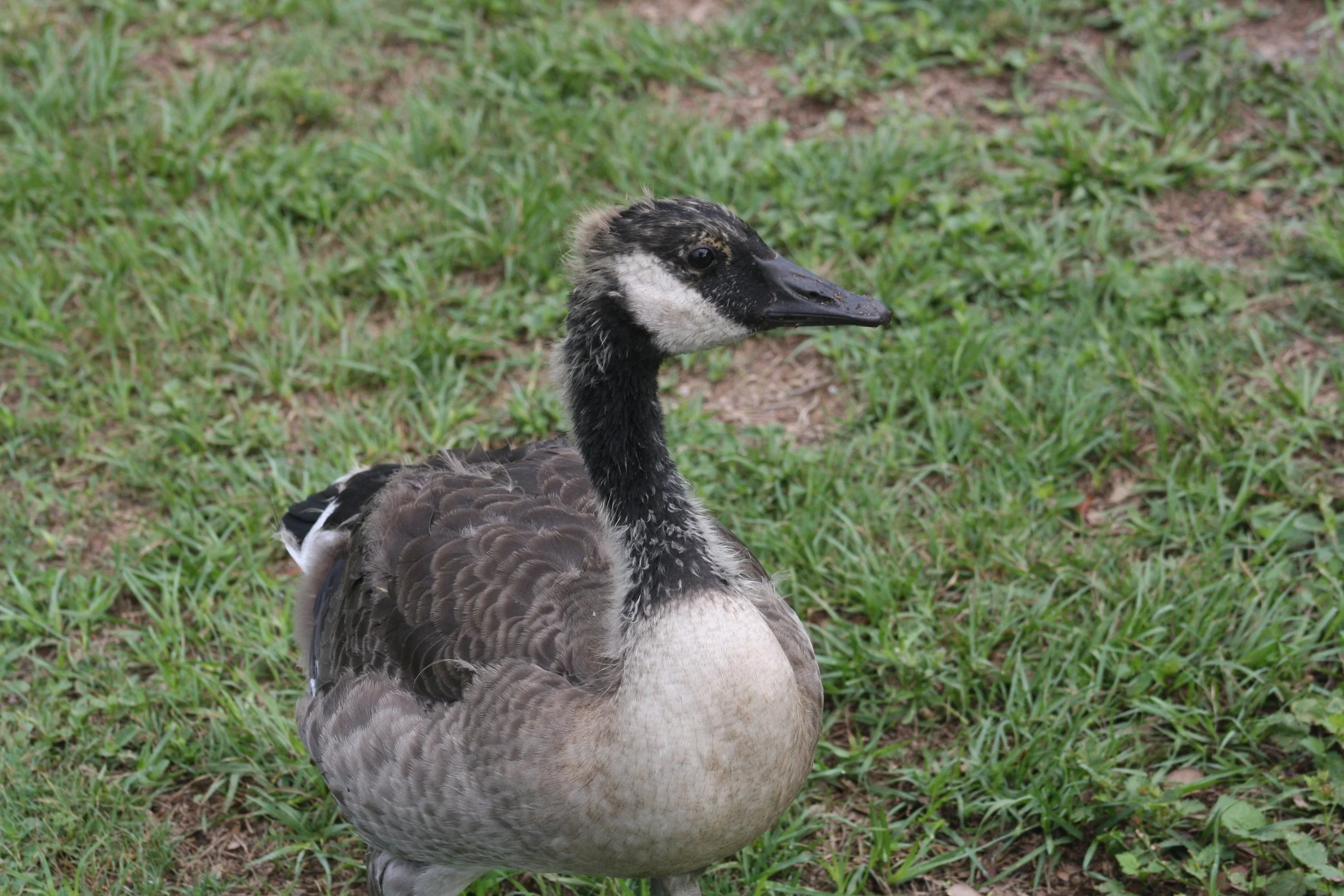 Canada Goose, Savannah, GA, 2026.