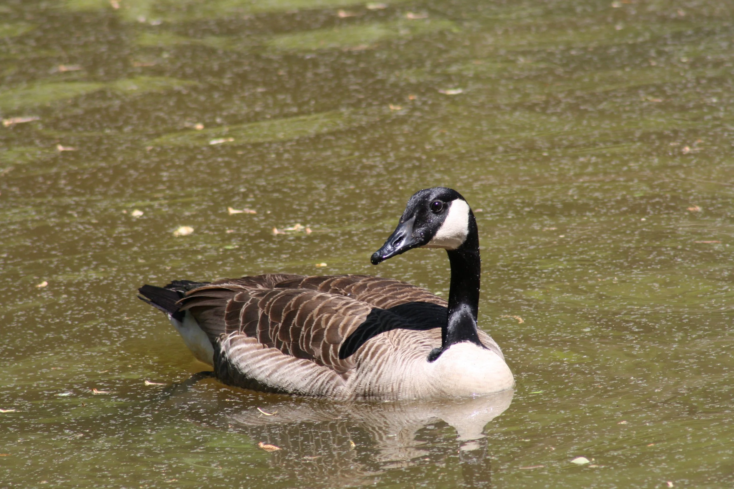 Canada Goose, Atlanta, GA, 2025.