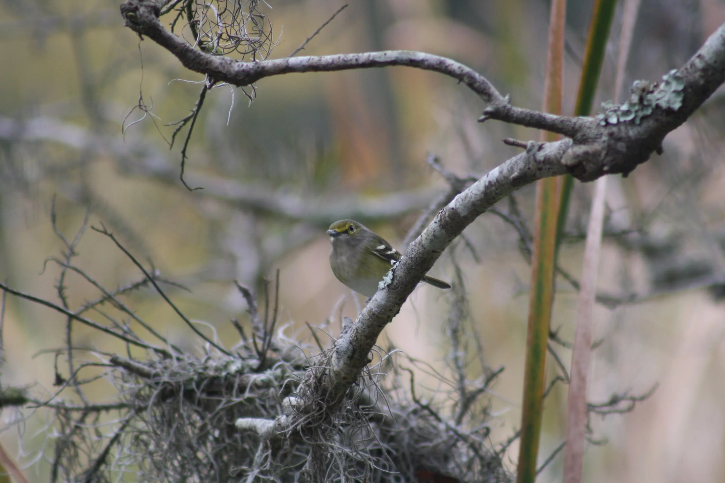 White Eyed Vireo, Skidaway Island, GA, 2025.