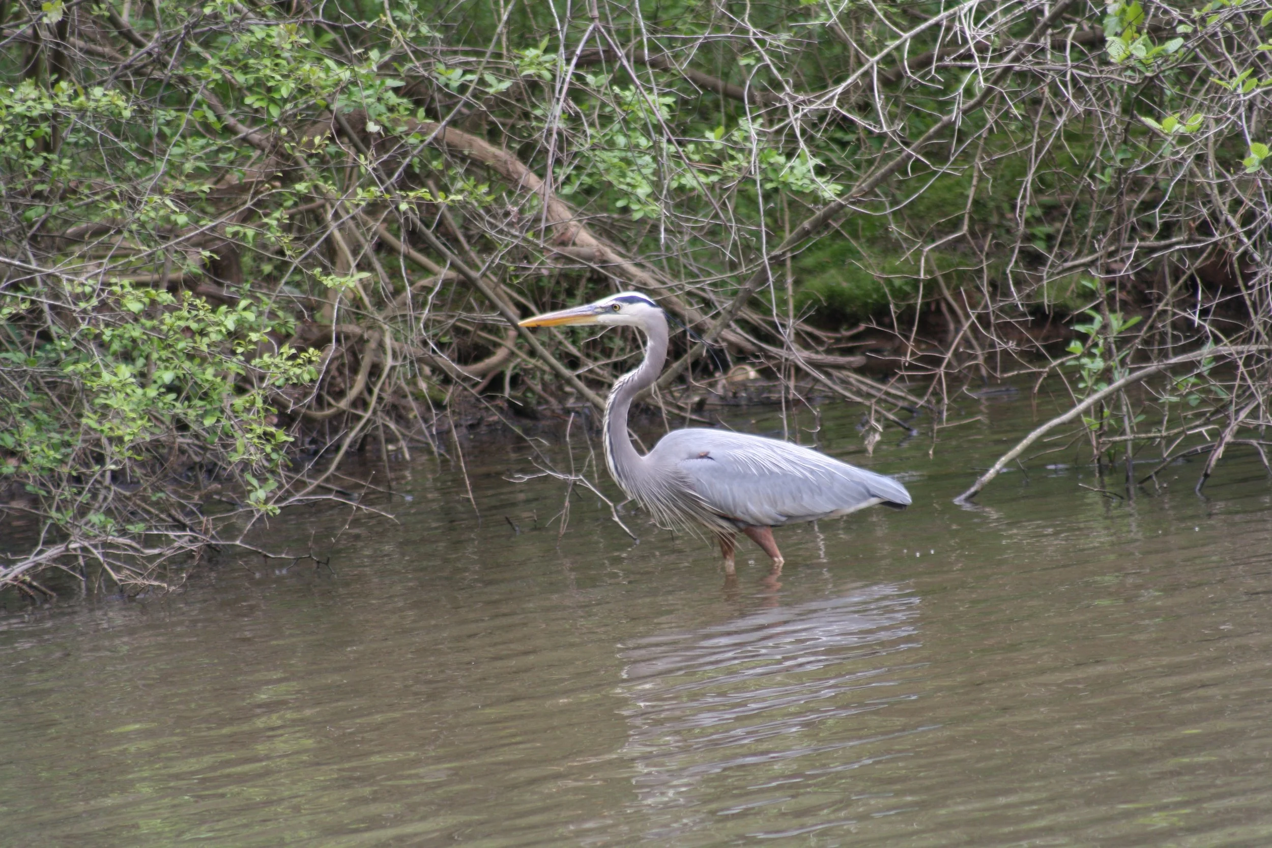 Great Blue Heron, Atlanta GA, 2025.