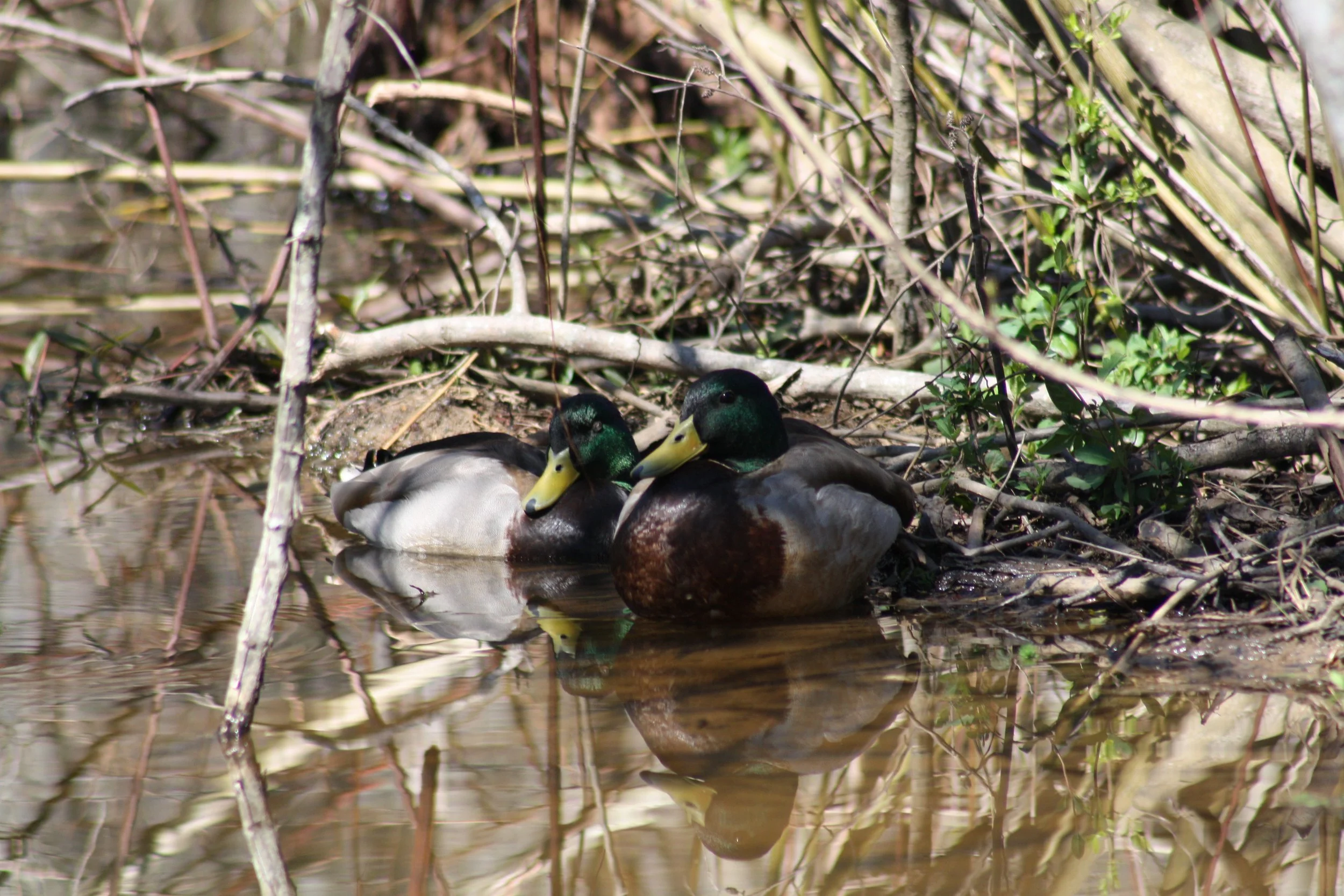 Mallard, Cochran Shoals, GA, 2025.