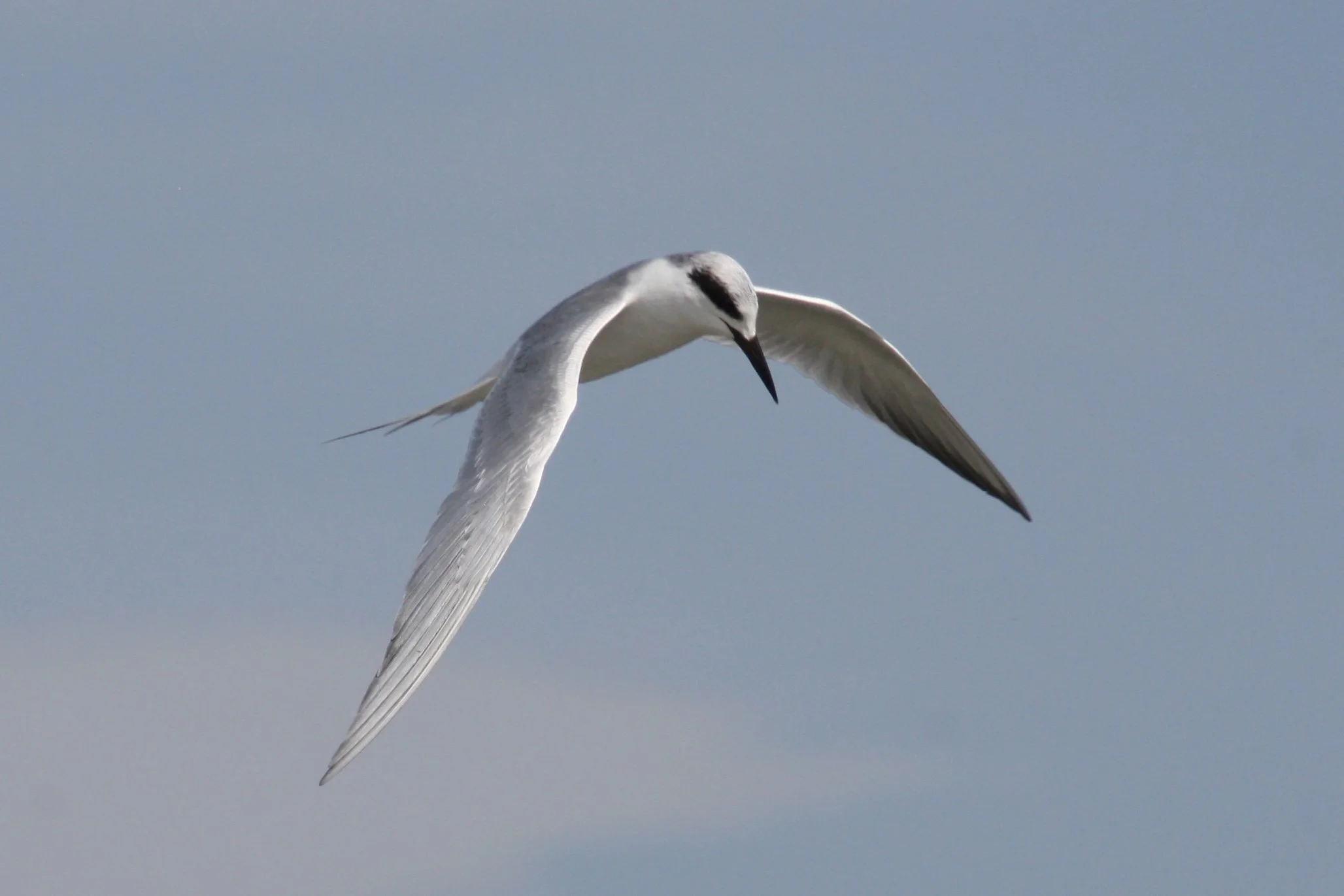 Forster's Tern, Tybee Island, GA, 2026.