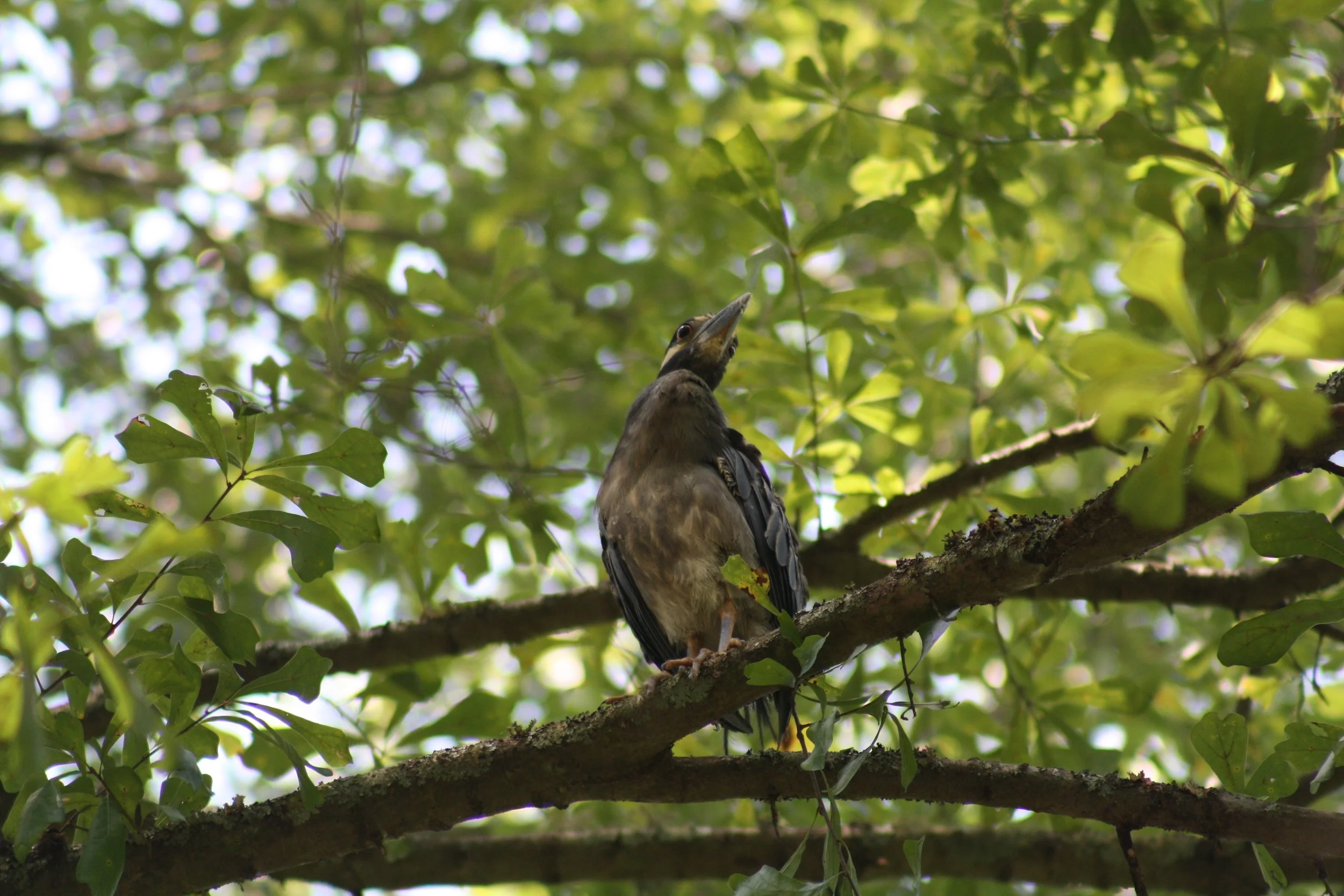 Yellow Crowned Night Heron, Cochran Shoals, GA, 2025.