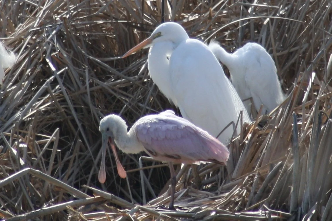 Roseate Spoonbill and Great Egret, Skidaway Island, GA, 2026.