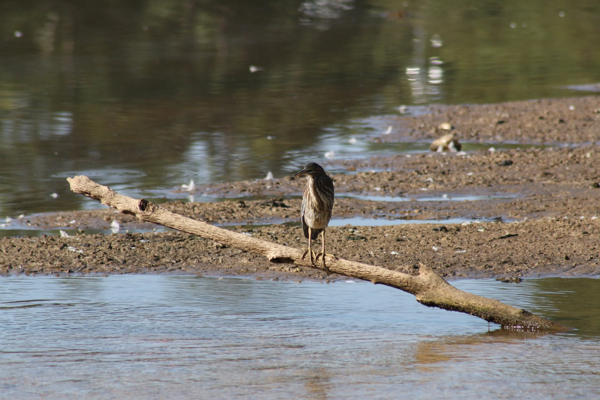 Green Heron, Atlanta, GA, 2025.