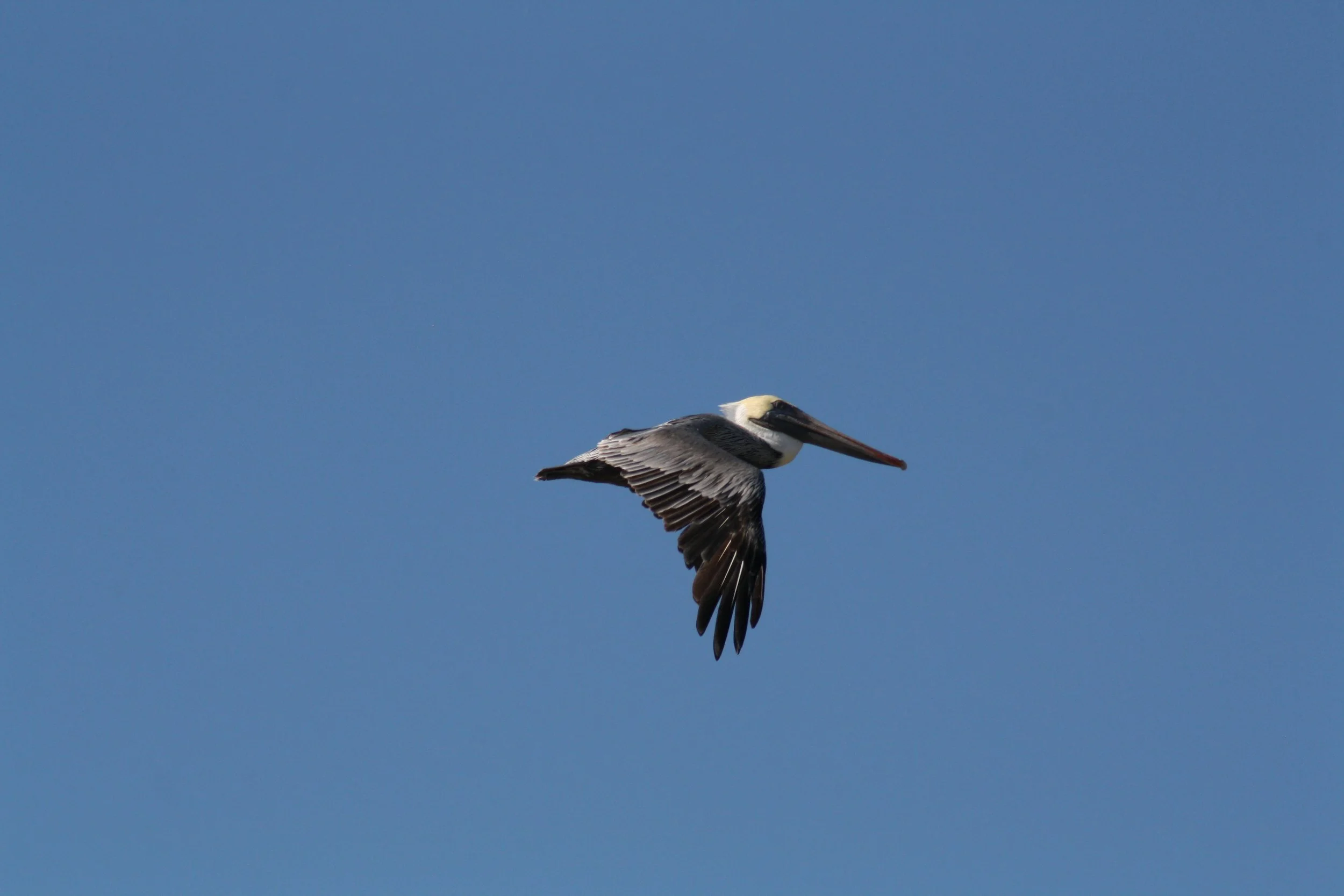 Brown Pelican, Tybee Island, GA, 2025.