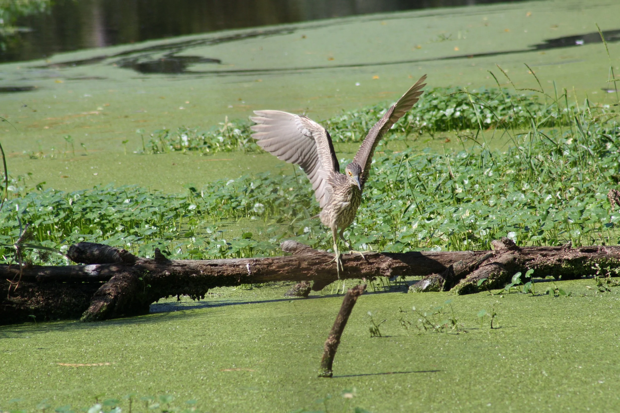 Yellow Crowned Night Heron, Skidaway Island, GA, 2025.