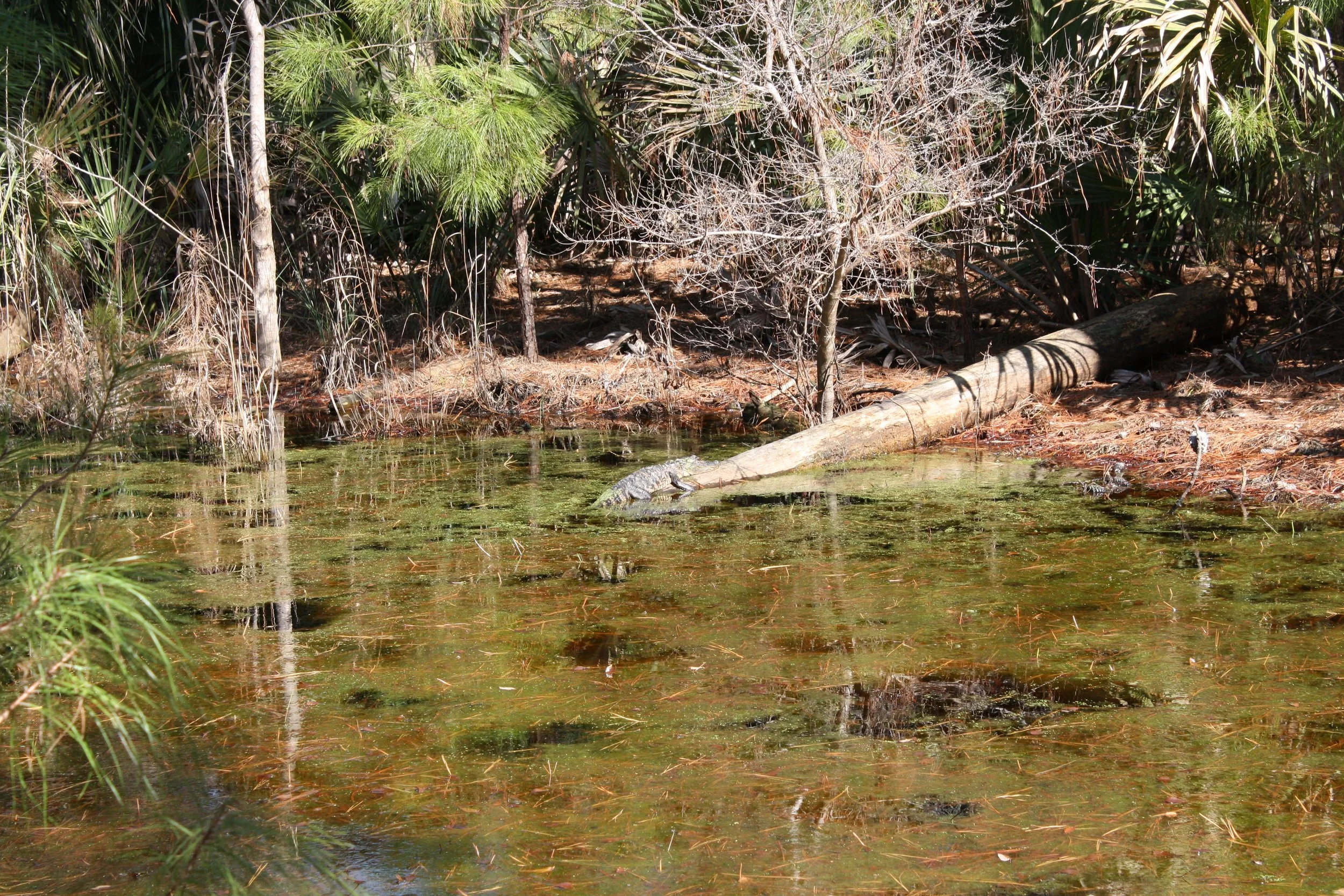 Alligator, Skidaway Island, GA, 2025.
