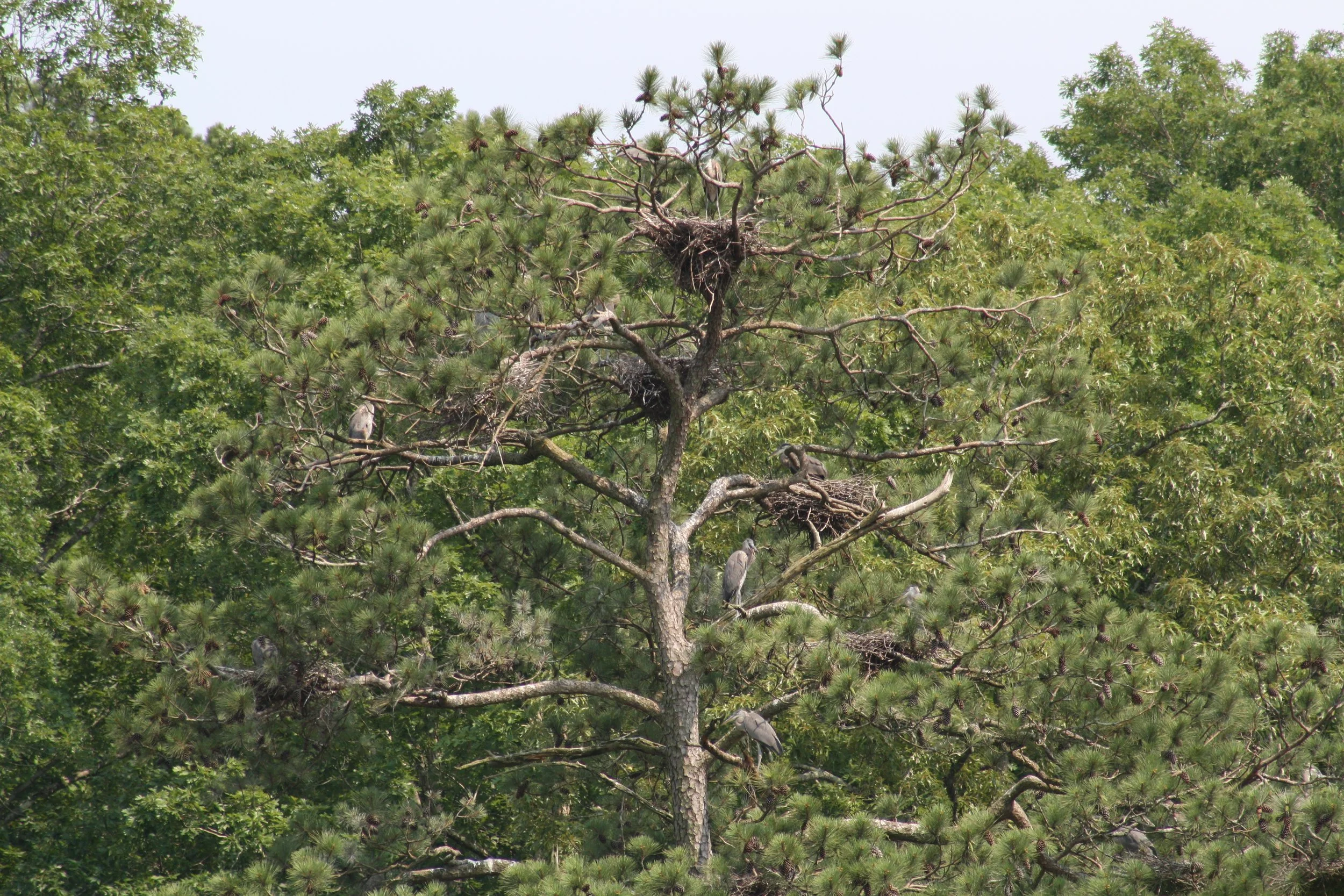 Great Blue Heron, Cochran Shoals, GA, 2025.