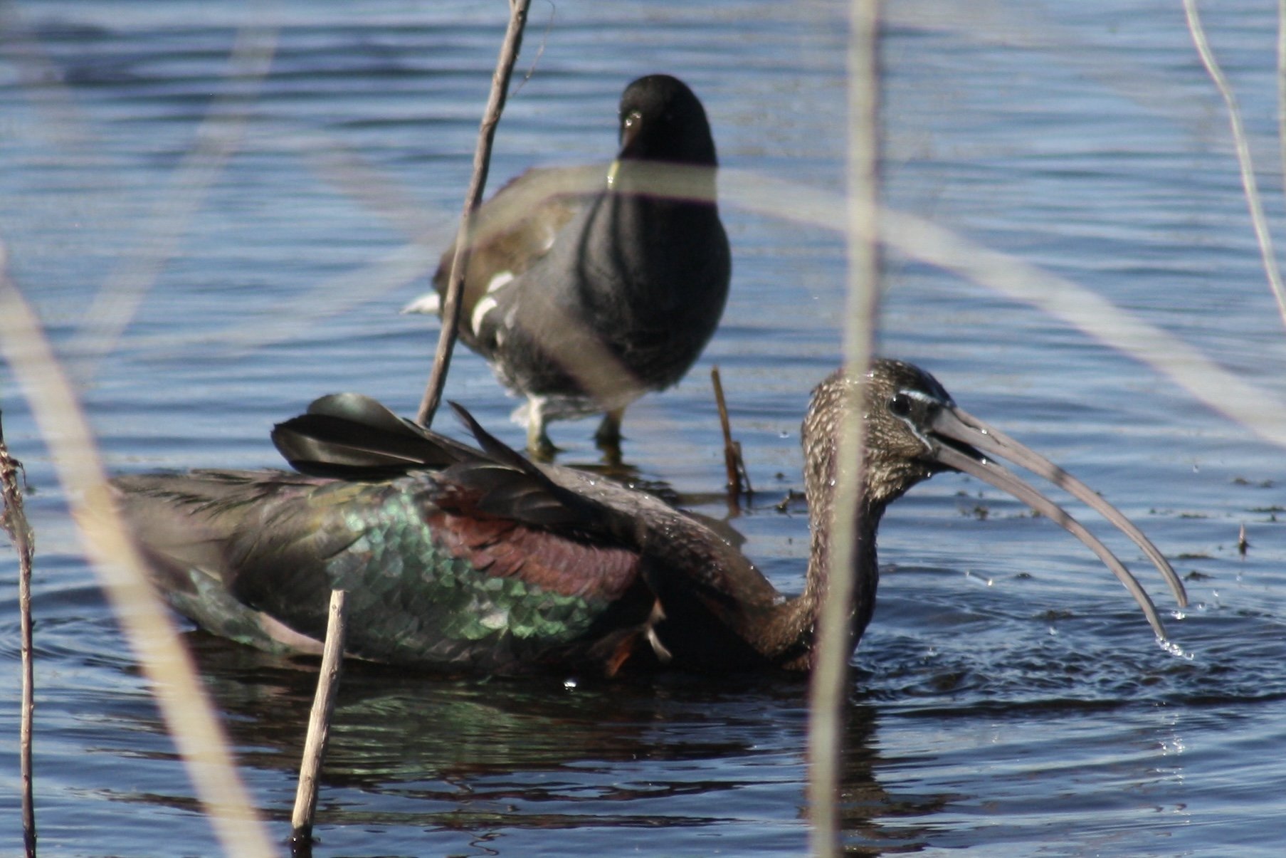 Glossy Ibis, Savannah, GA, 2026.