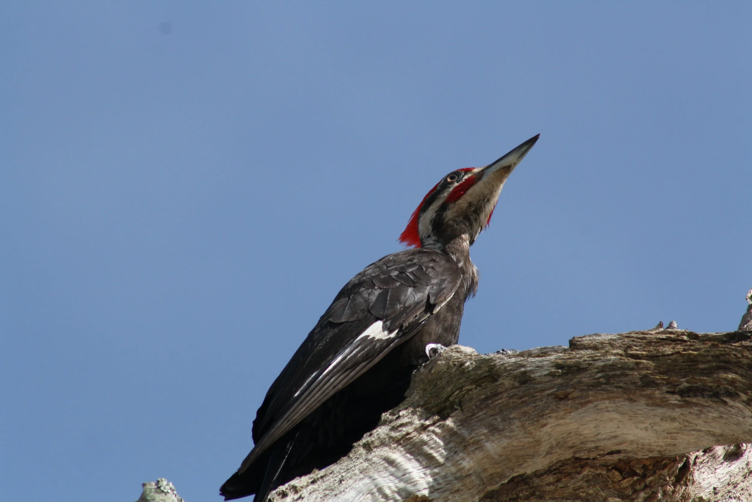 Pileated Woodpecker, Jekyll Island, GA, 2025.