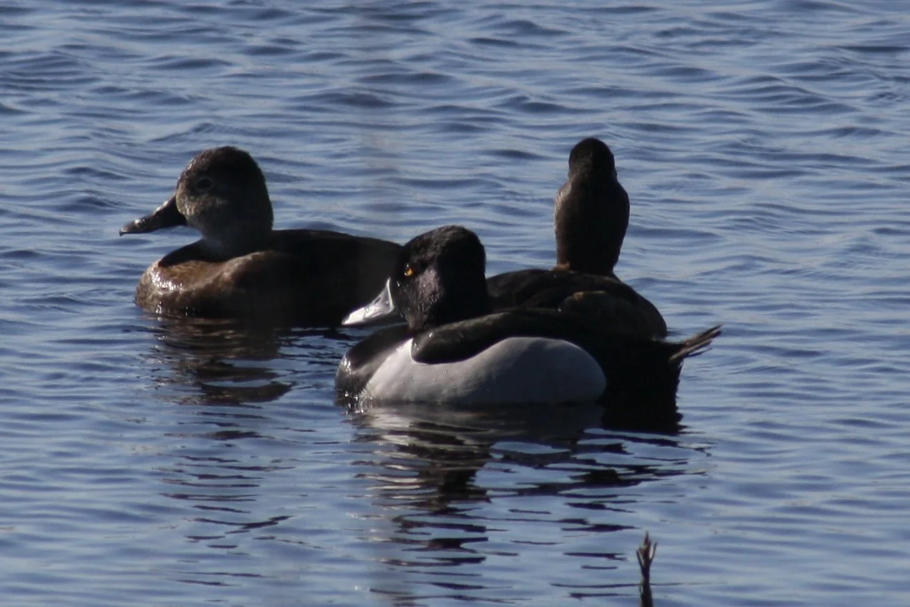 Ring Necked Duck, Savannah, GA, 2026.