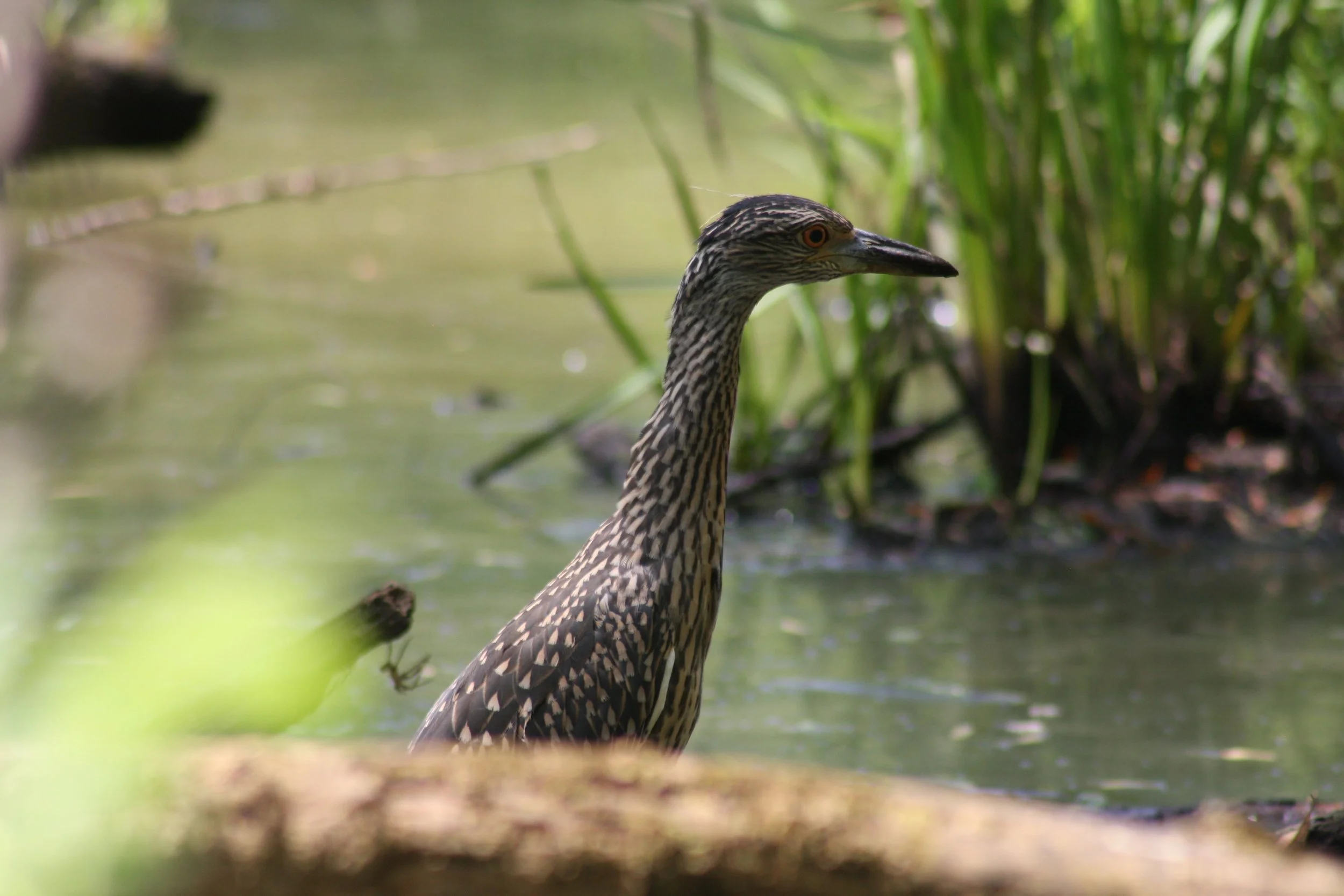 Yellow Crowned Night Heron, Suwanee, GA, 2025.