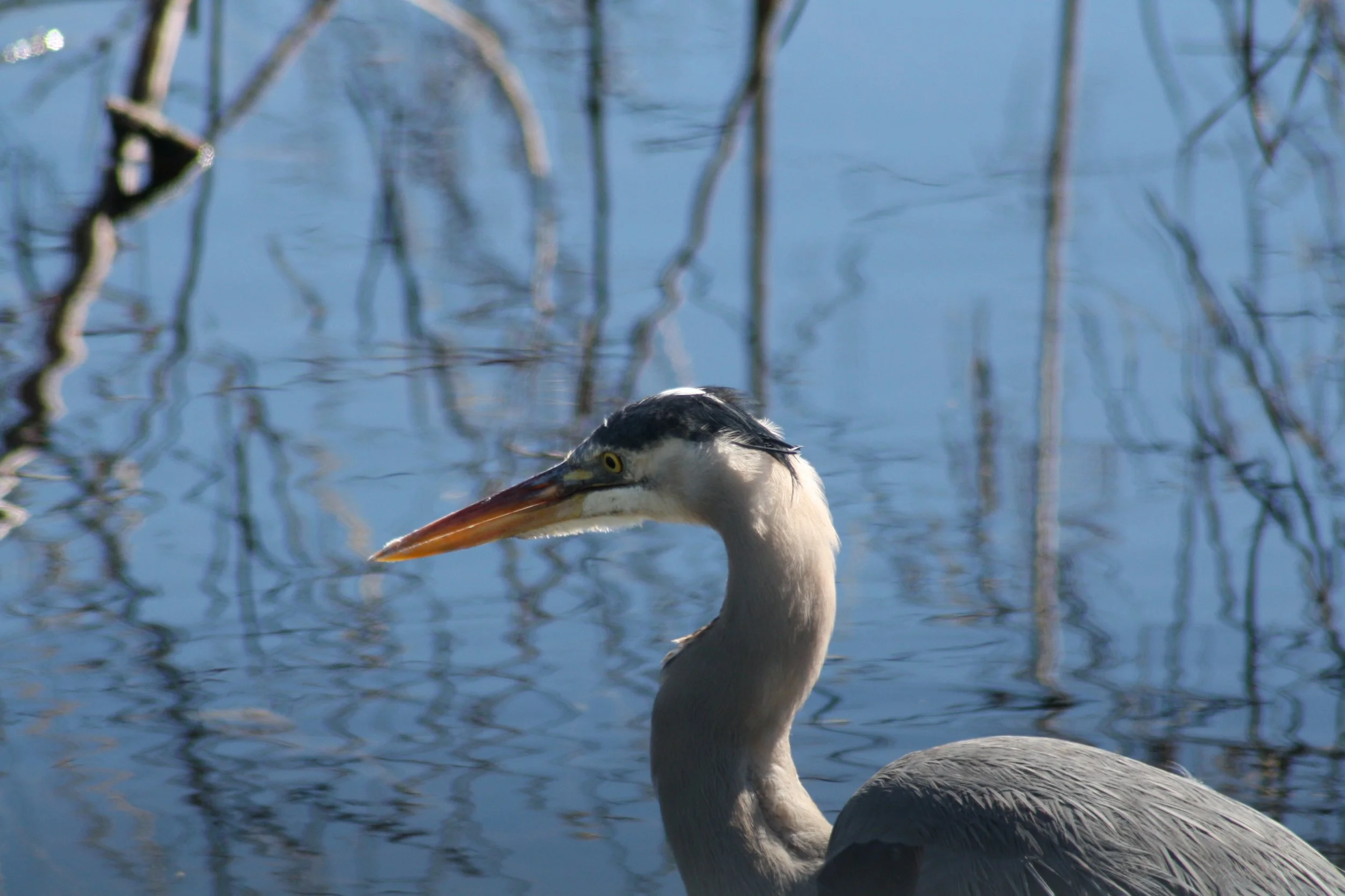 Great Blue Heron, Savannah, GA, 2026.