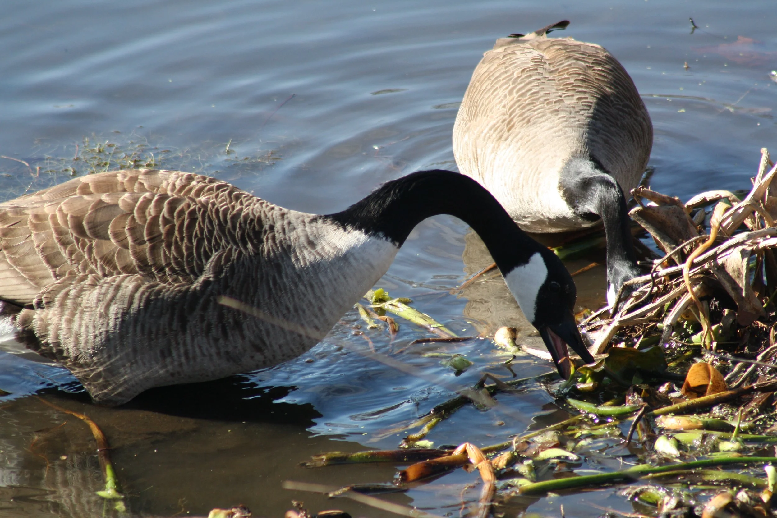 Canada Goose, Savannah, GA, 2026.