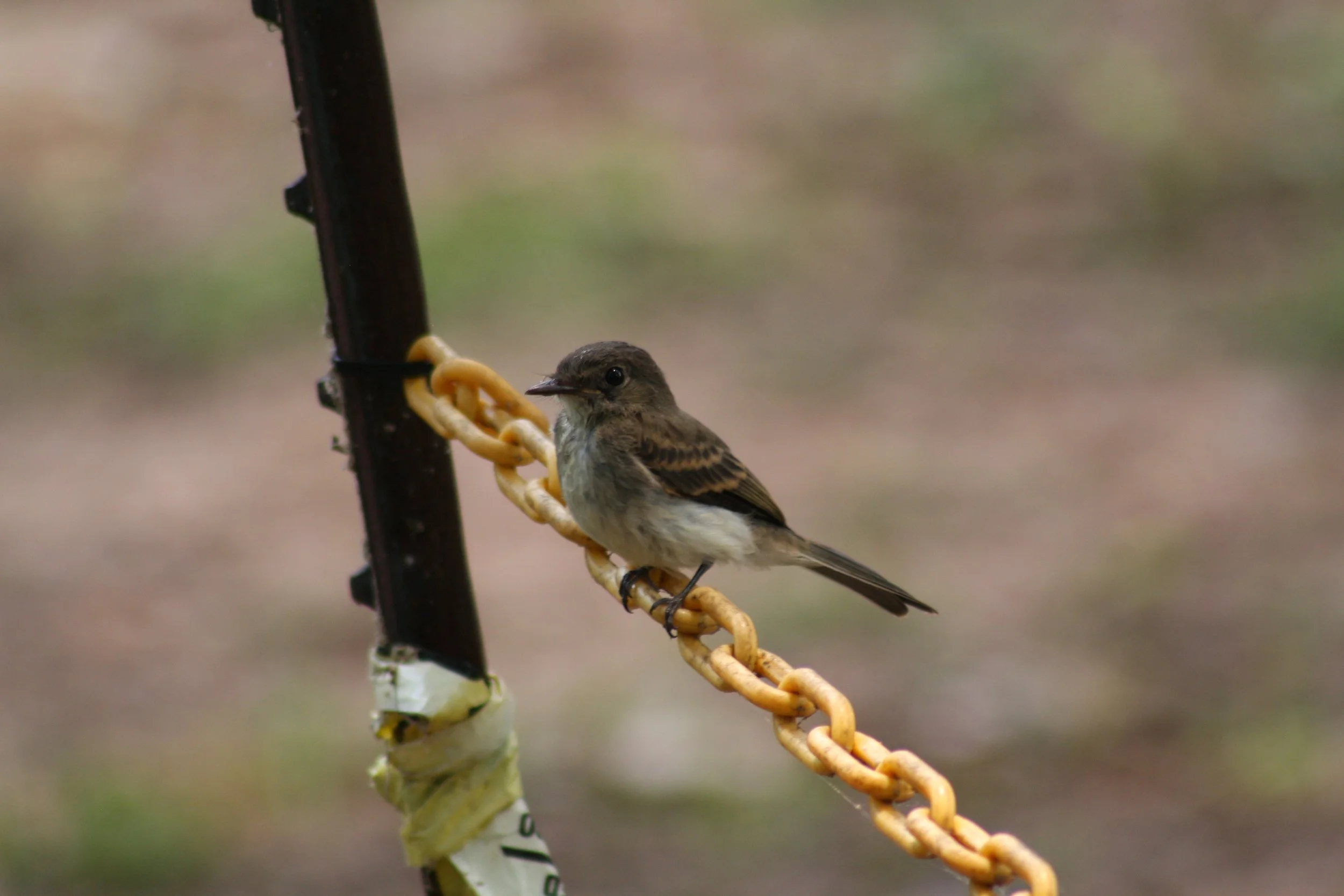 Eastern Phoebe, Atlanta, GA, 2025.