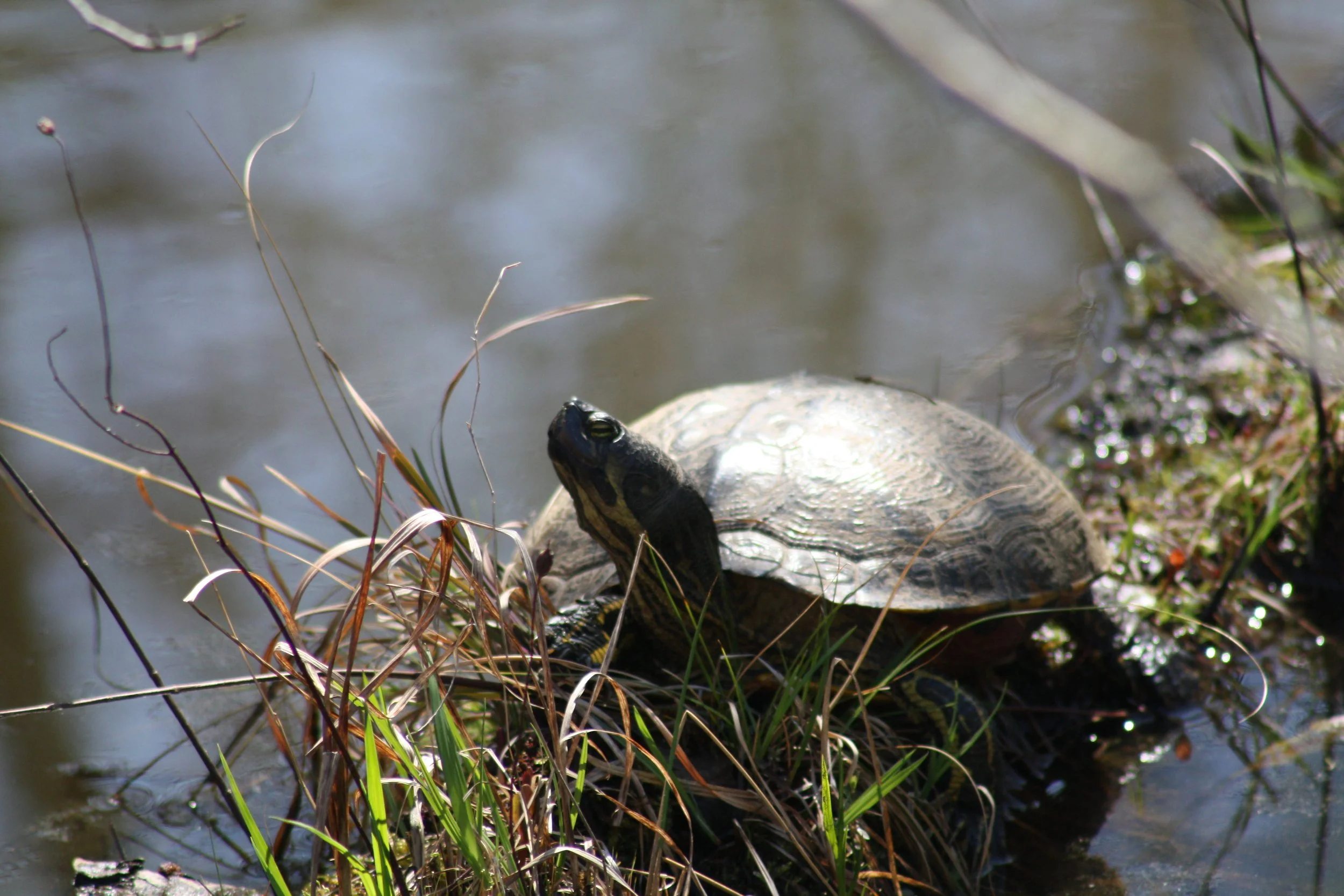Turtle, Cochran Shoals, GA, 2025.