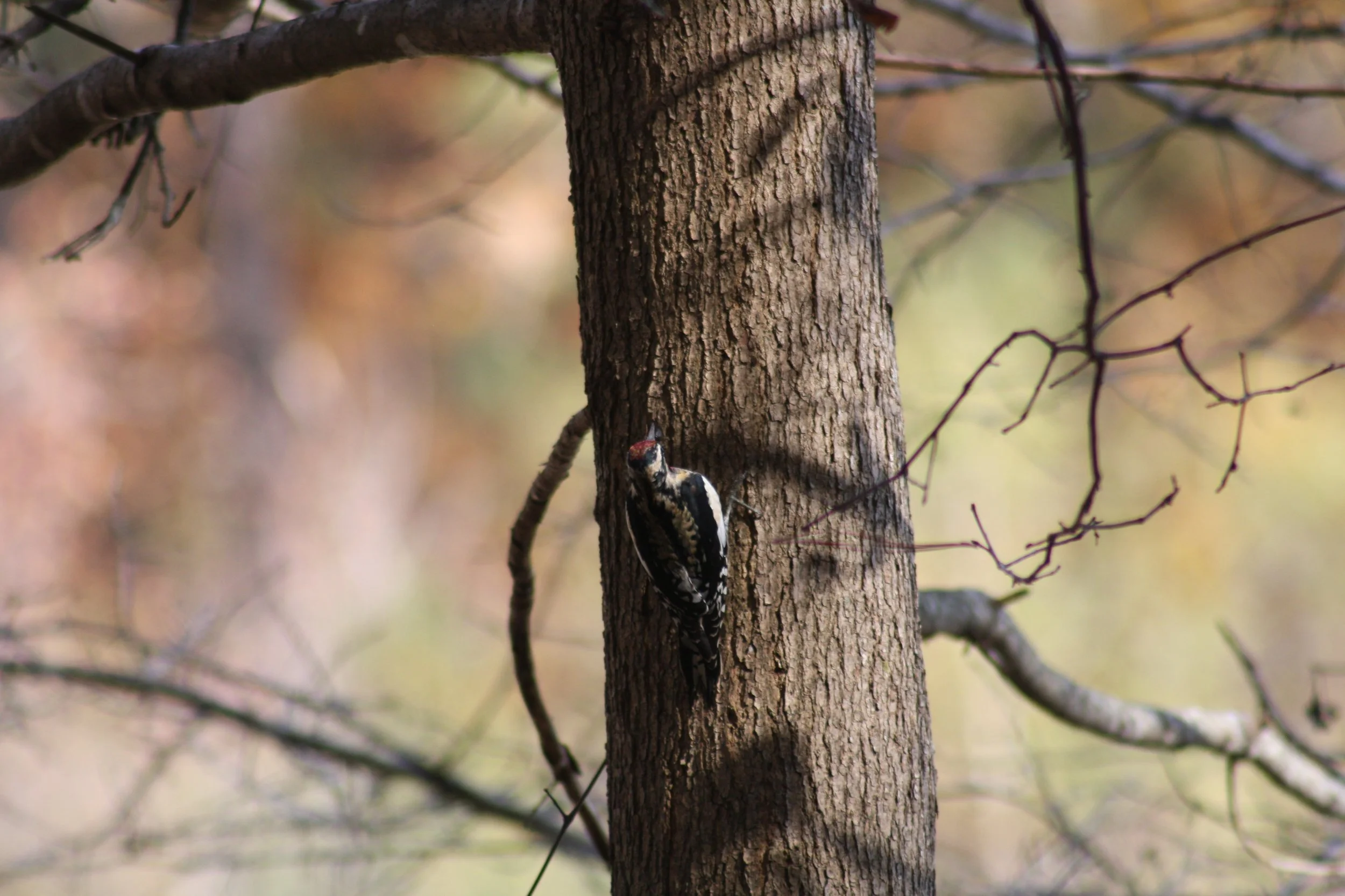 Yellow Bellied Sapsucker, Atlanta, GA, 2025.
