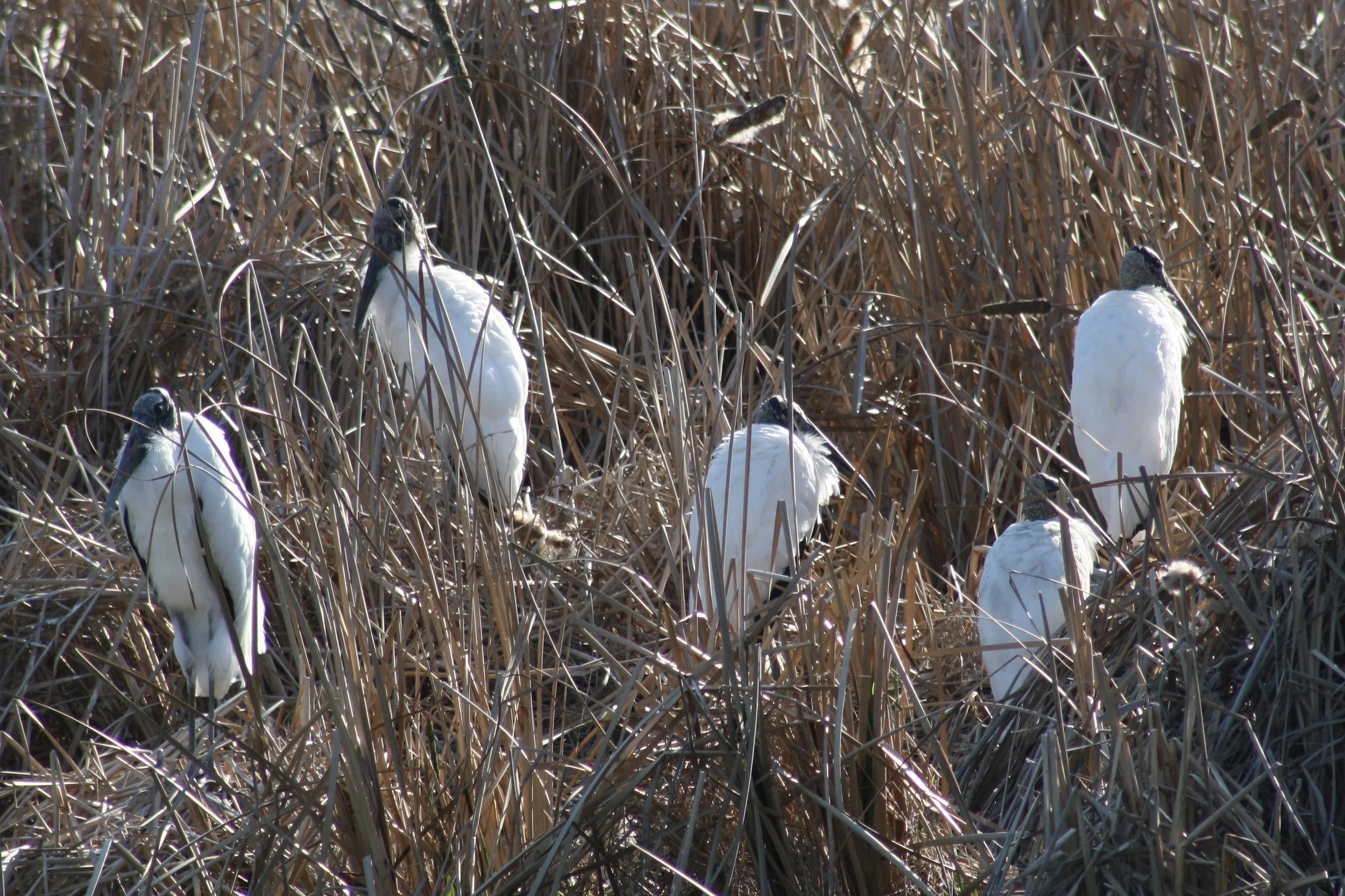 Wood Stork, Skidaway Island, GA, 2026.