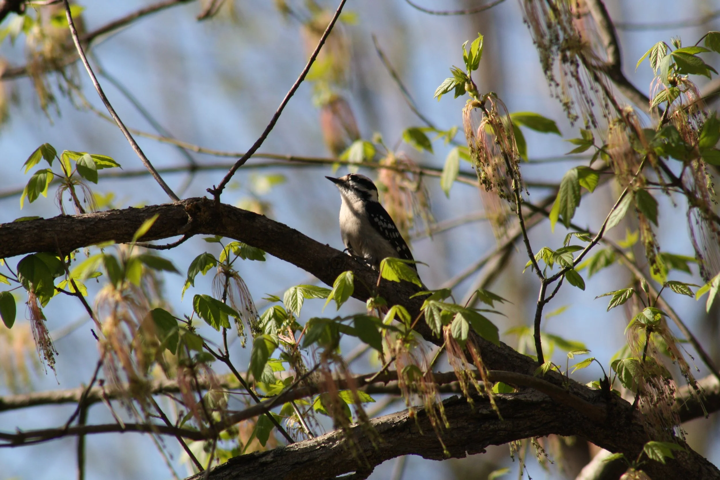 Downy Woodpecker, Roswell, GA, 2025.