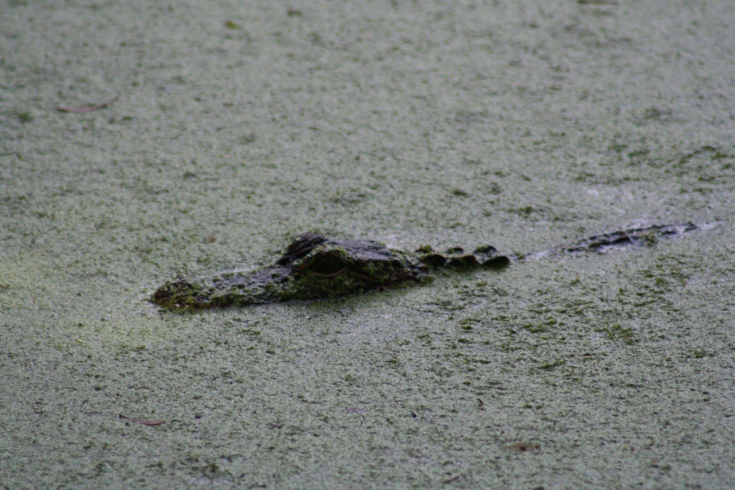 Alligator, Jekyll Island, GA, 2025.