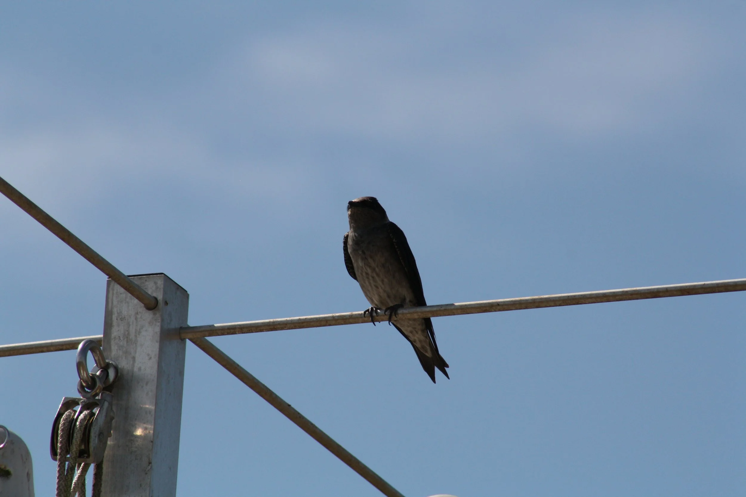 Purple Martin, Panola Mountain, GA, 2025.