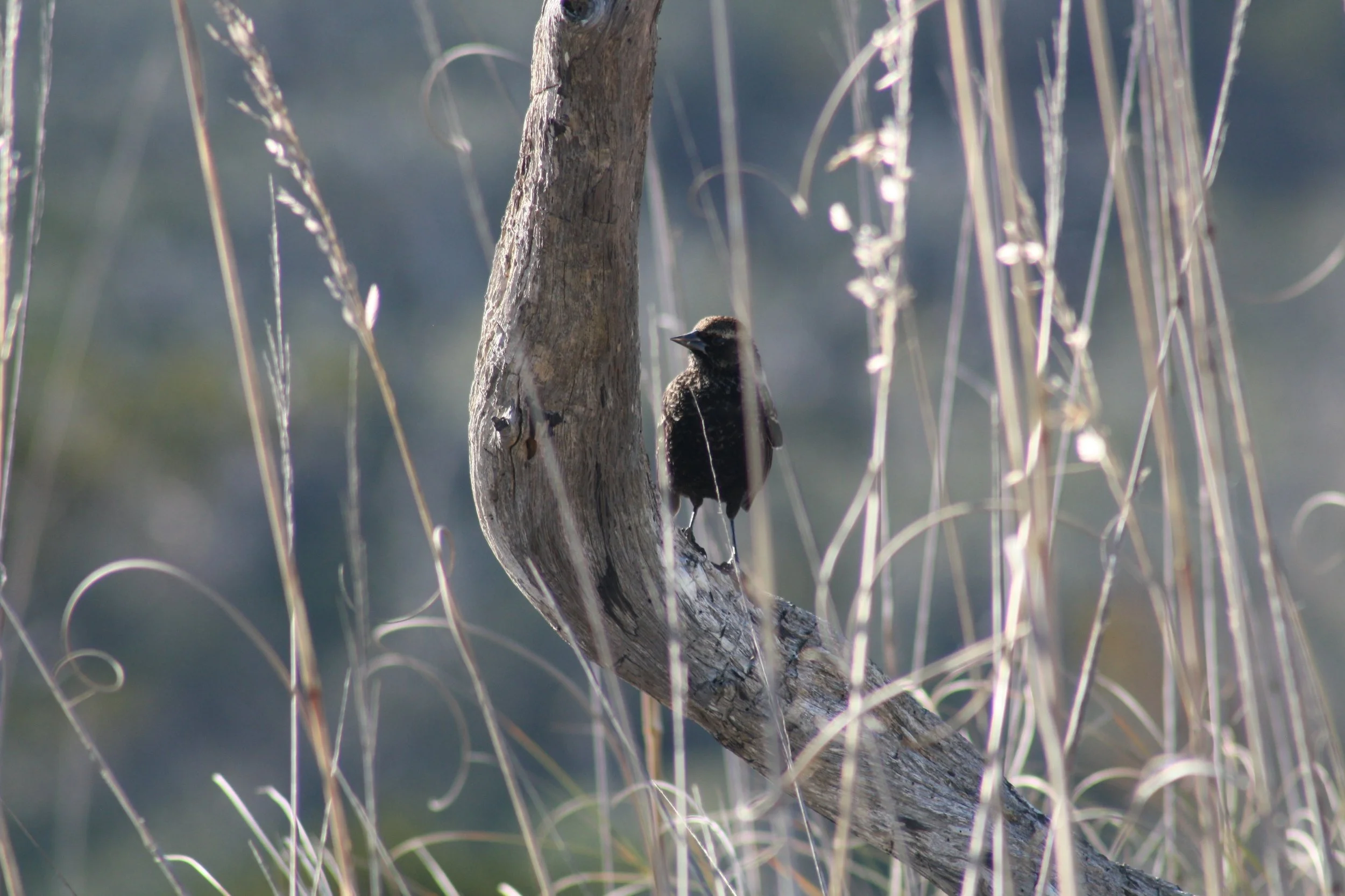 Red Winged Blackbird, Jekyll Island, GA, 2025.