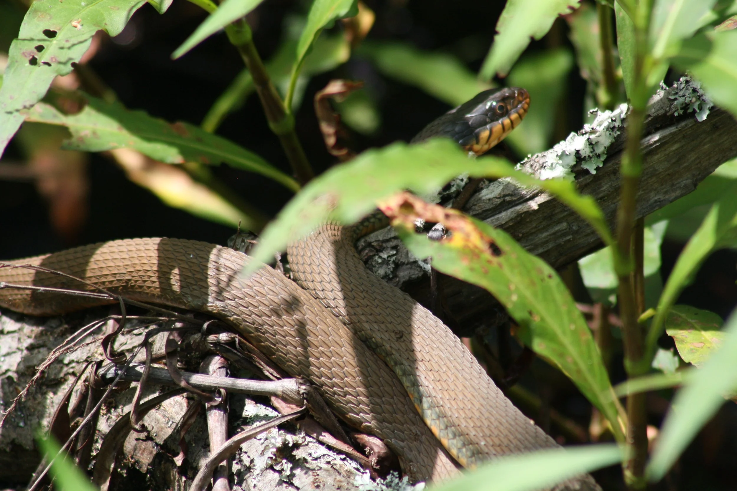 Snake, Cochran Shoals, GA, 2025.