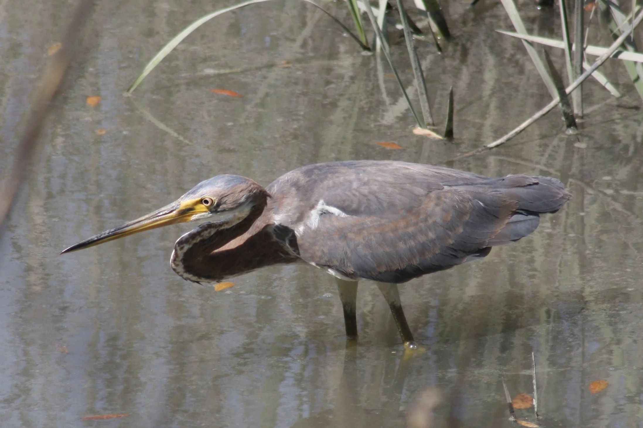 Tricolored Heron, Skidaway Island, GA, 2026.