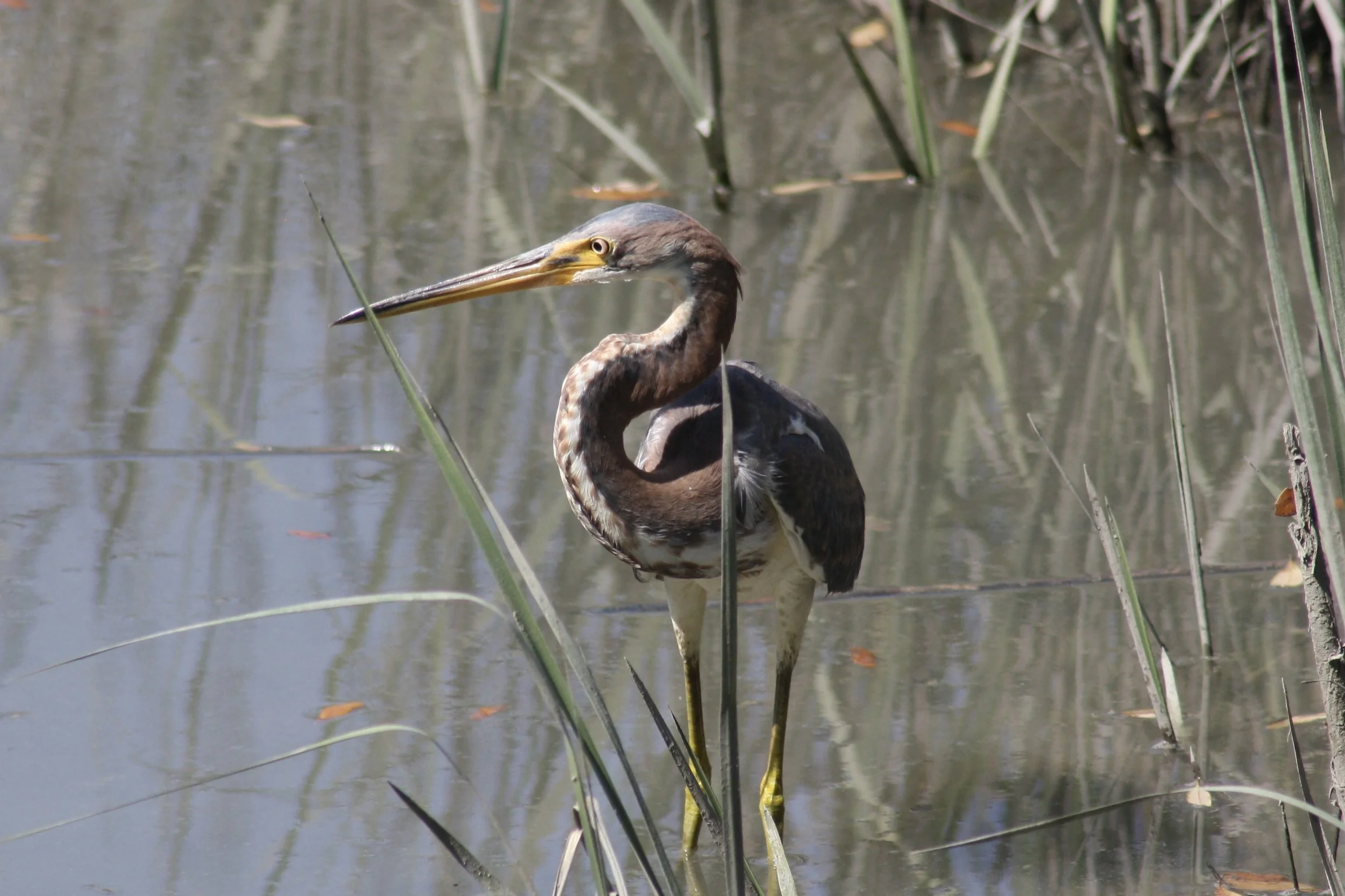Tricolored Heron, Skidaway Island, GA, 2026.