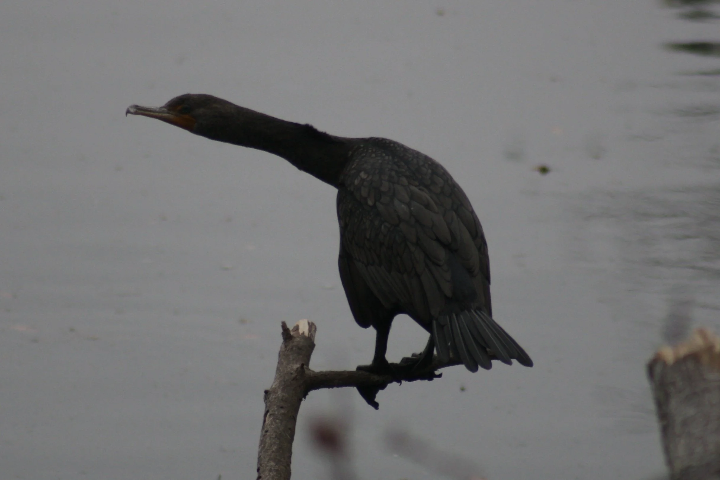 Double Breasted Cormorant, Savannah, GA, 2026.