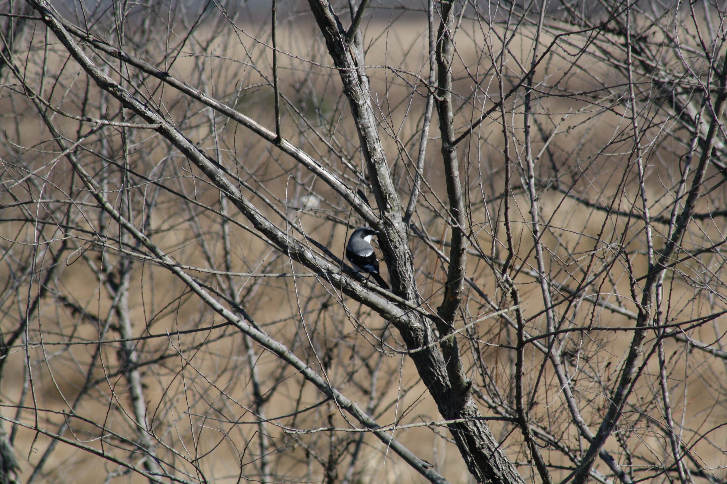 Loggerhead Shrike, Savannah, GA, 2025.