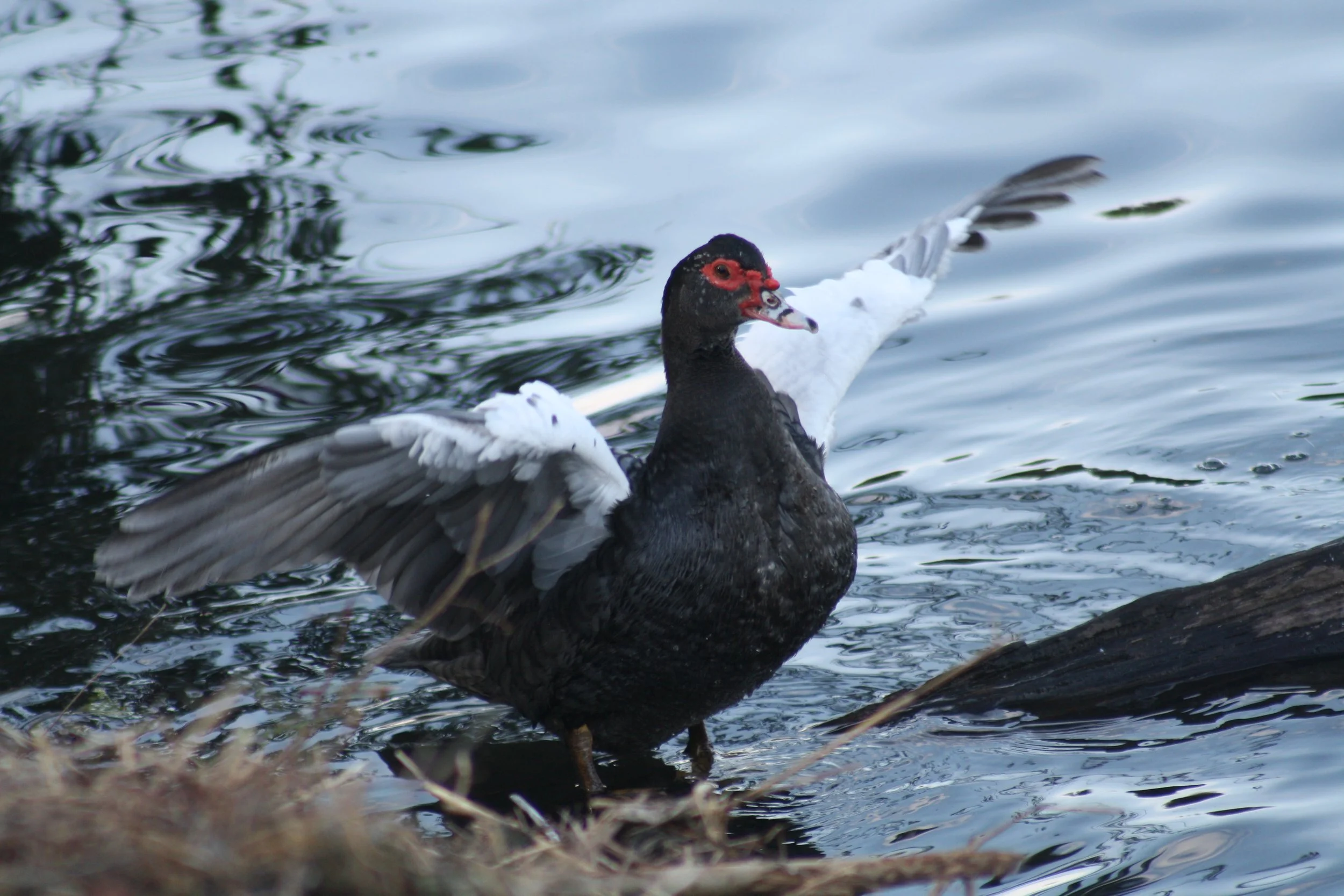 Muscovy Duck, Savannah, GA, 2026.