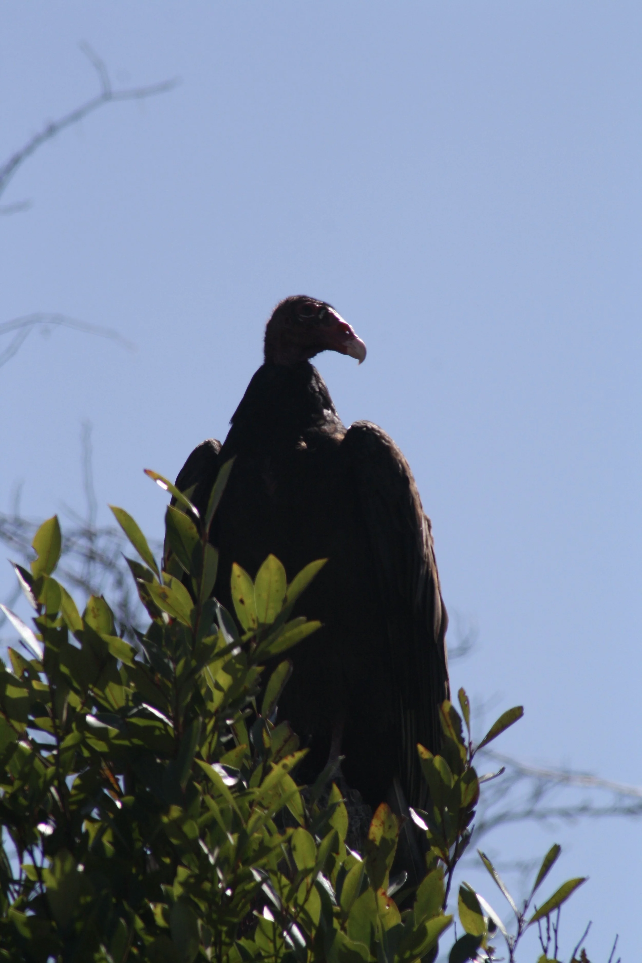 Turkey Vulture, Savannah, GA, 2026.