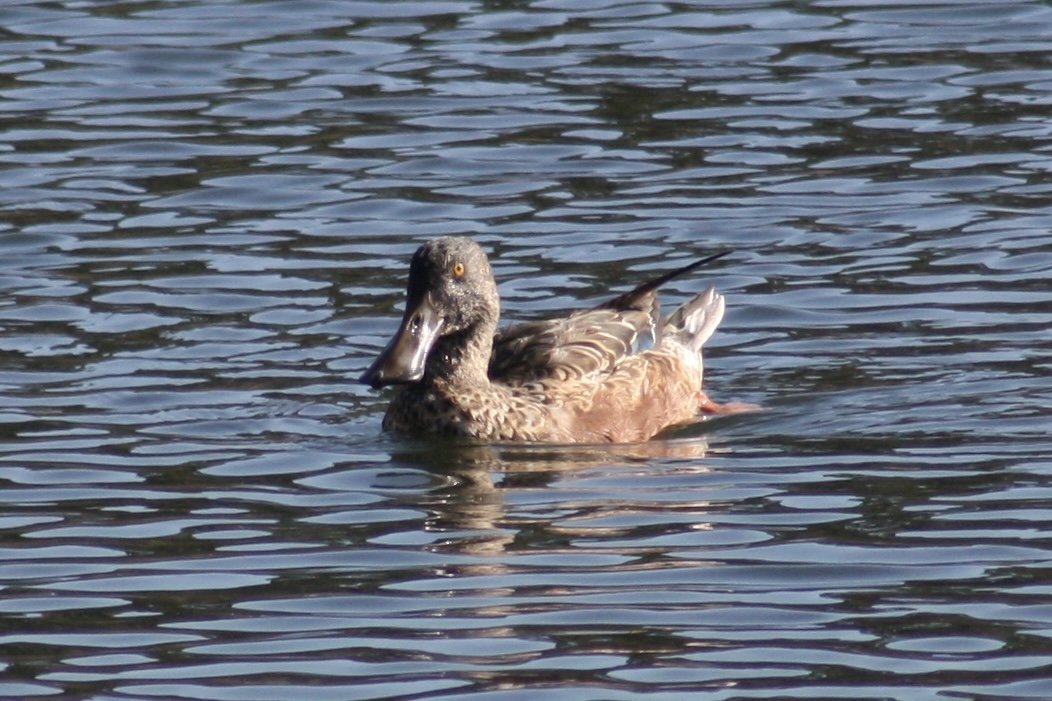 Northern Shoveler, Savannah, GA, 2026.