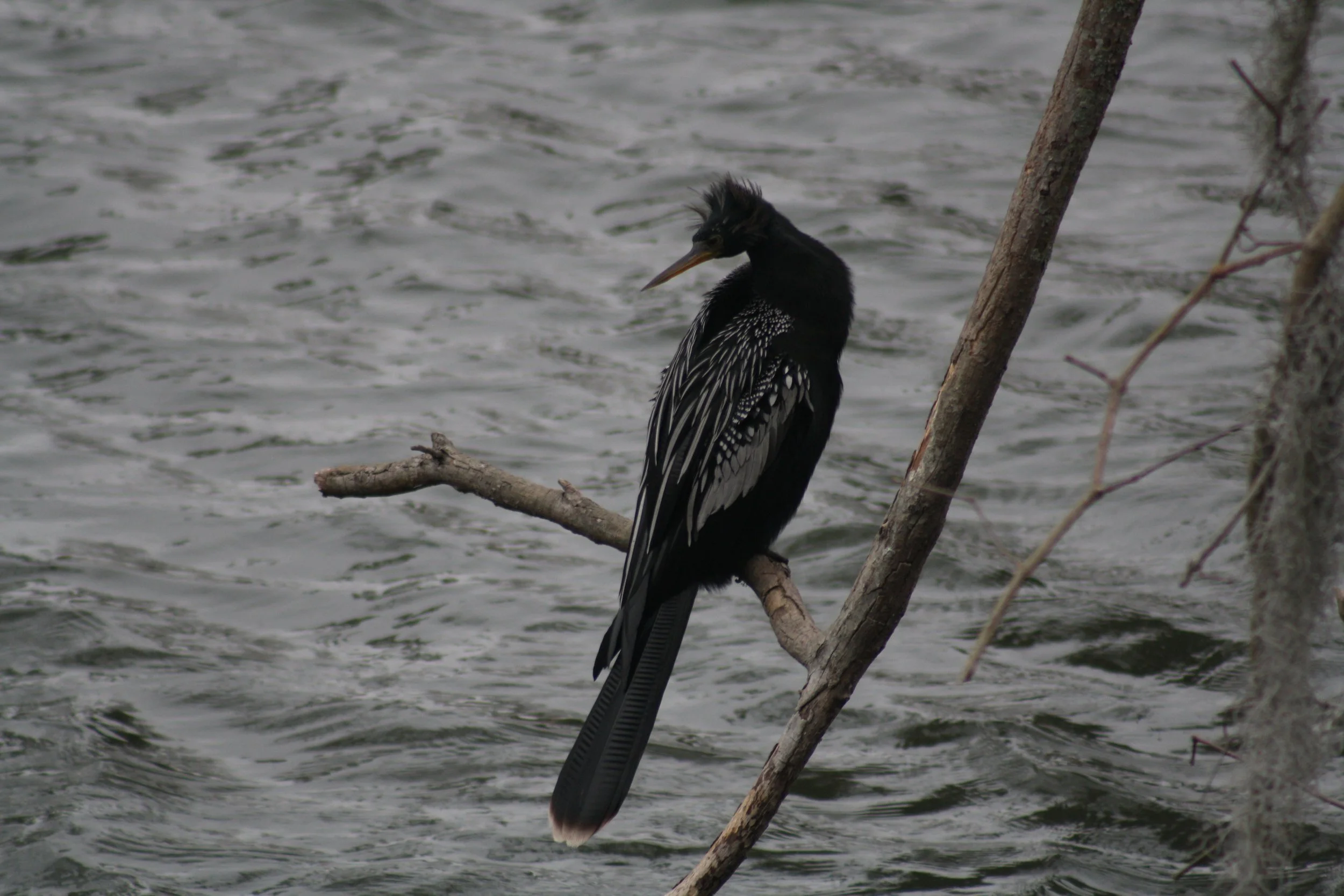 Anhinga, Savannah, GA, 2026.