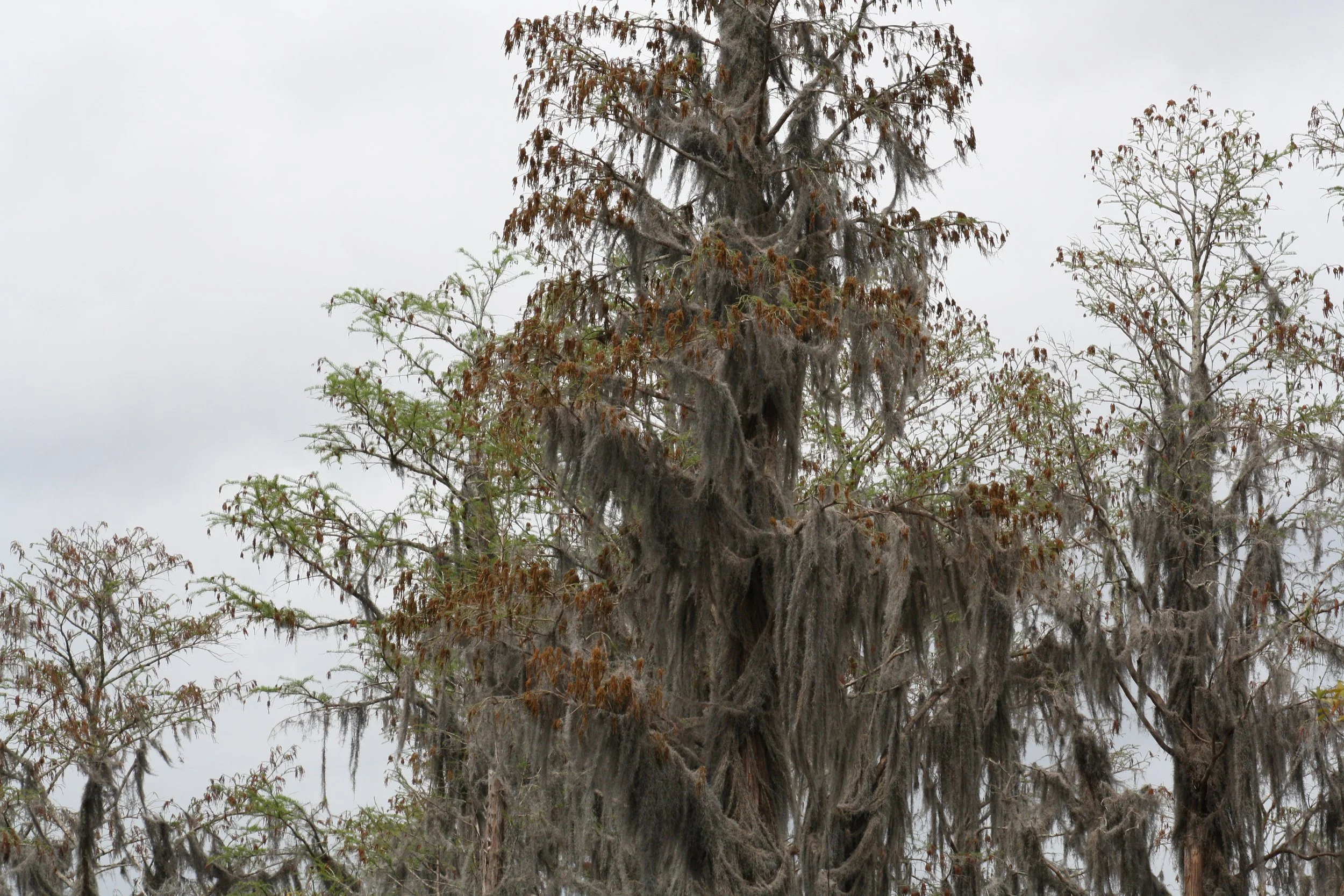 Okefenokee Swamp, GA, 2025.