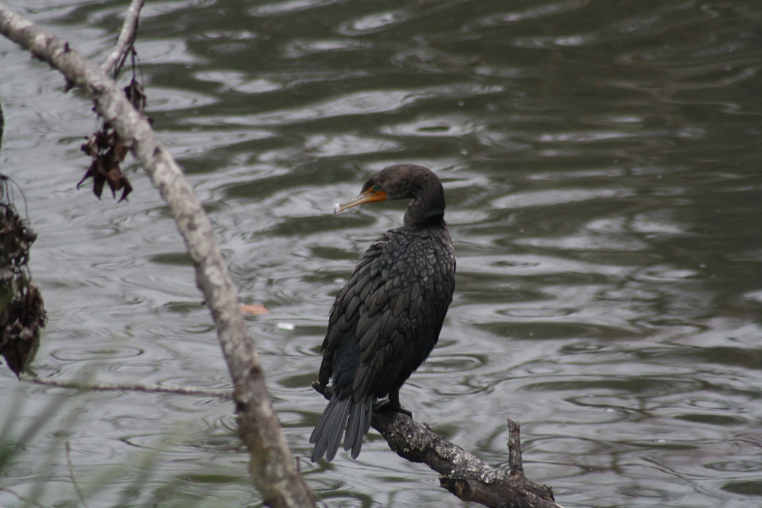 Double Crested Cormorant, Savannah, GA, 2026.