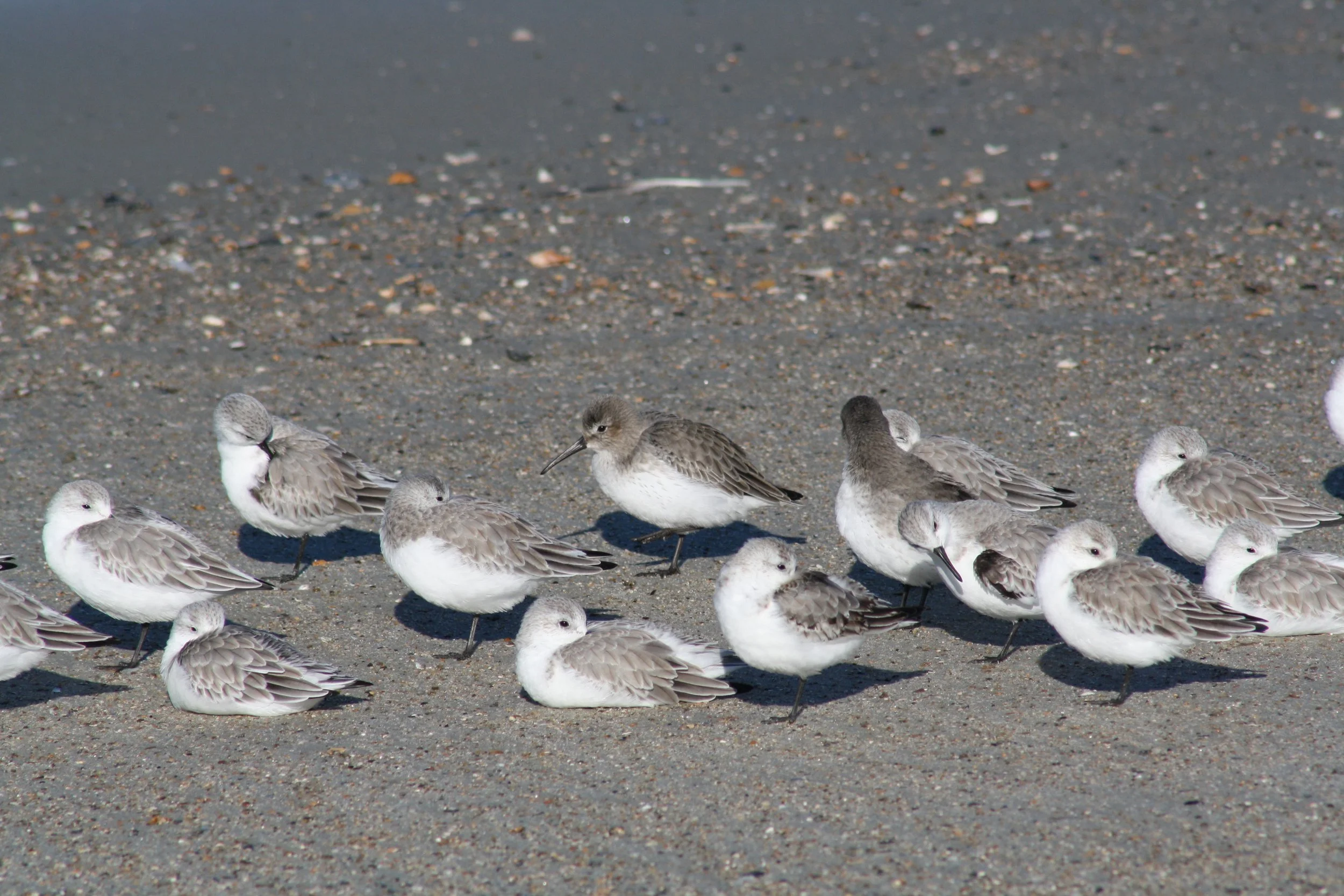 Sanderling and Dunlin, Tybee Island, GA, 2025.