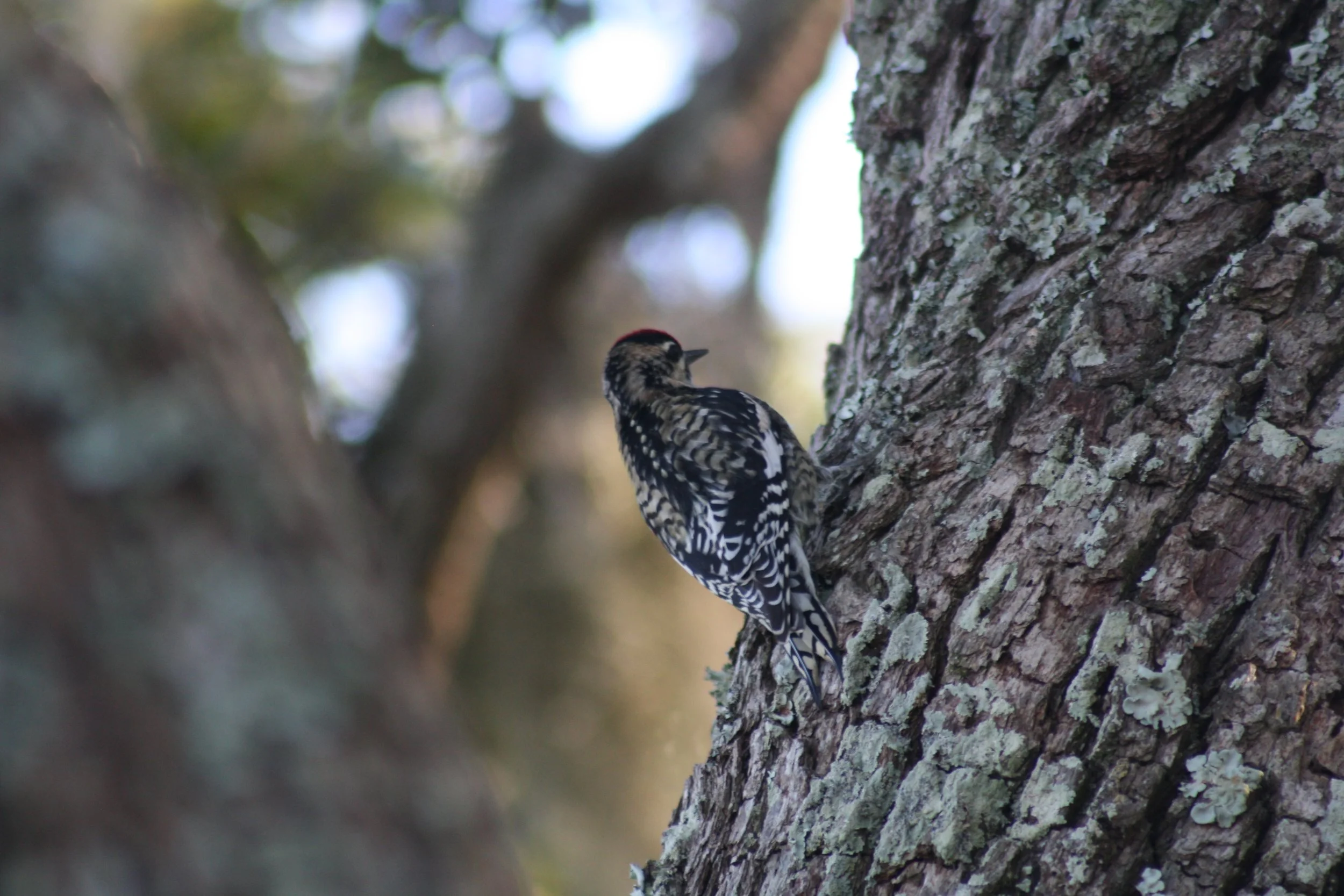 Yellow Bellied Sapsucker, Jekyll Island, GA, 2025.