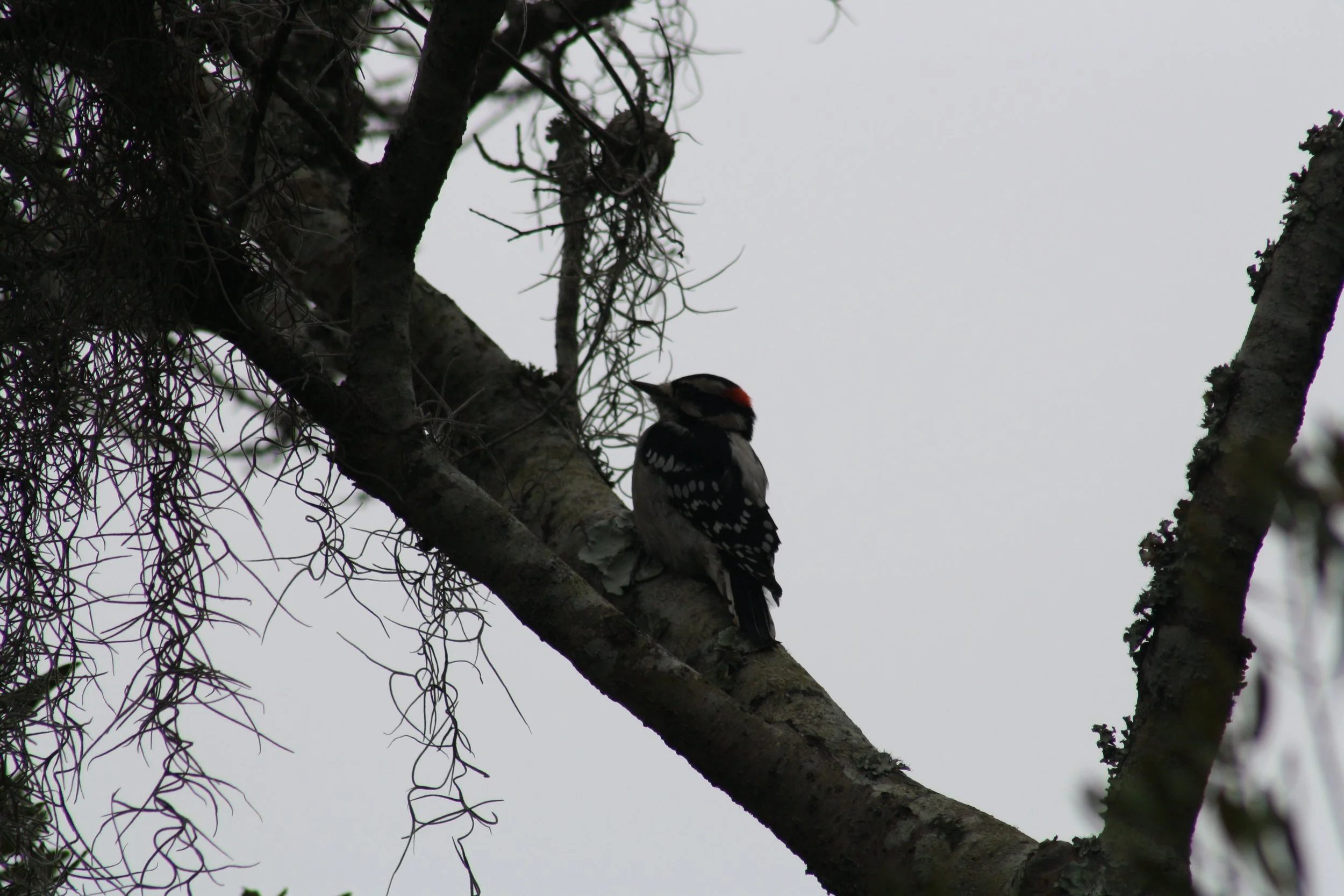 Downy Woodpecker, Skidaway Island, GA, 2025.