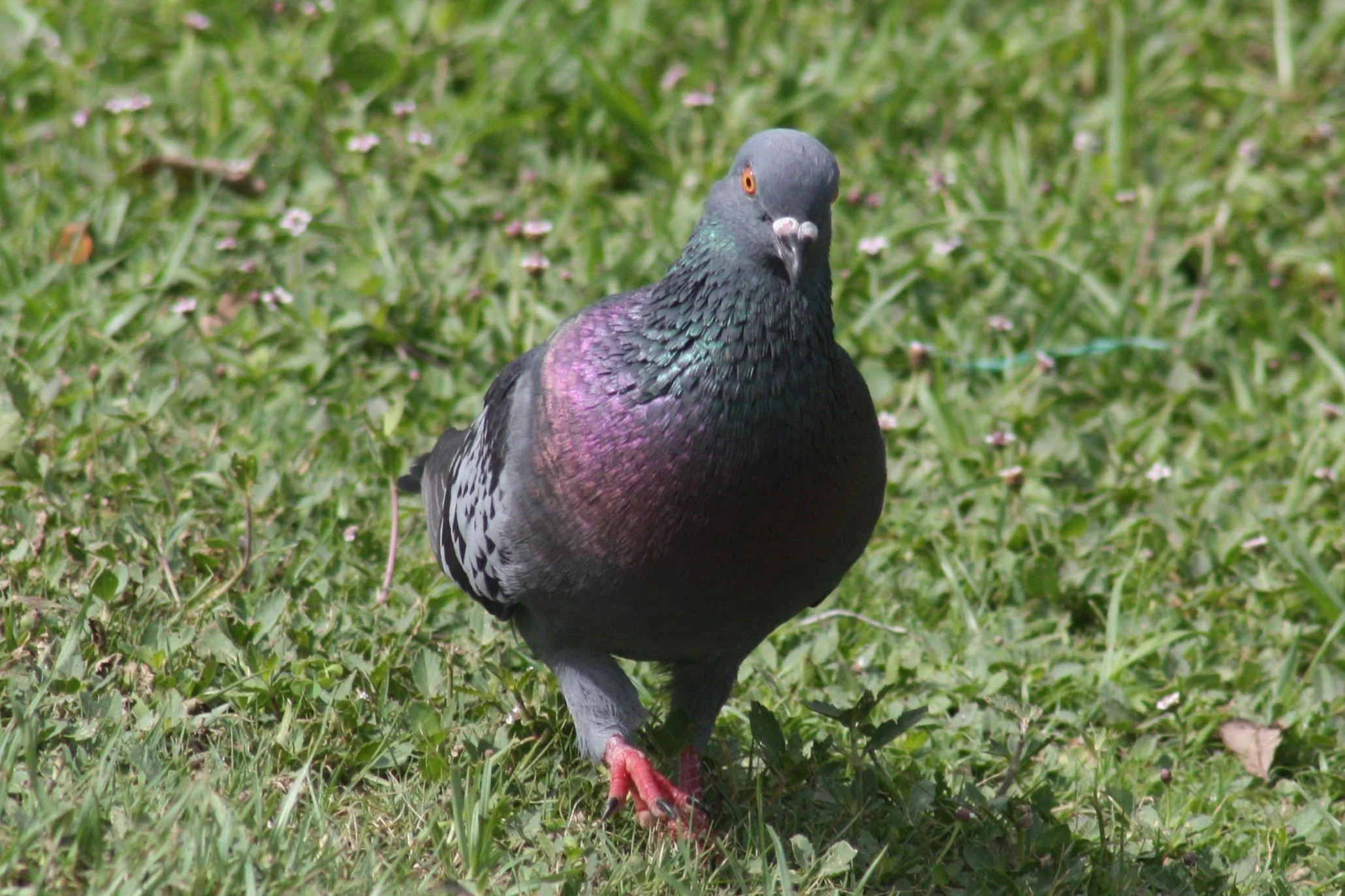 Rock Pigeon, Savannah, GA, 2026.
