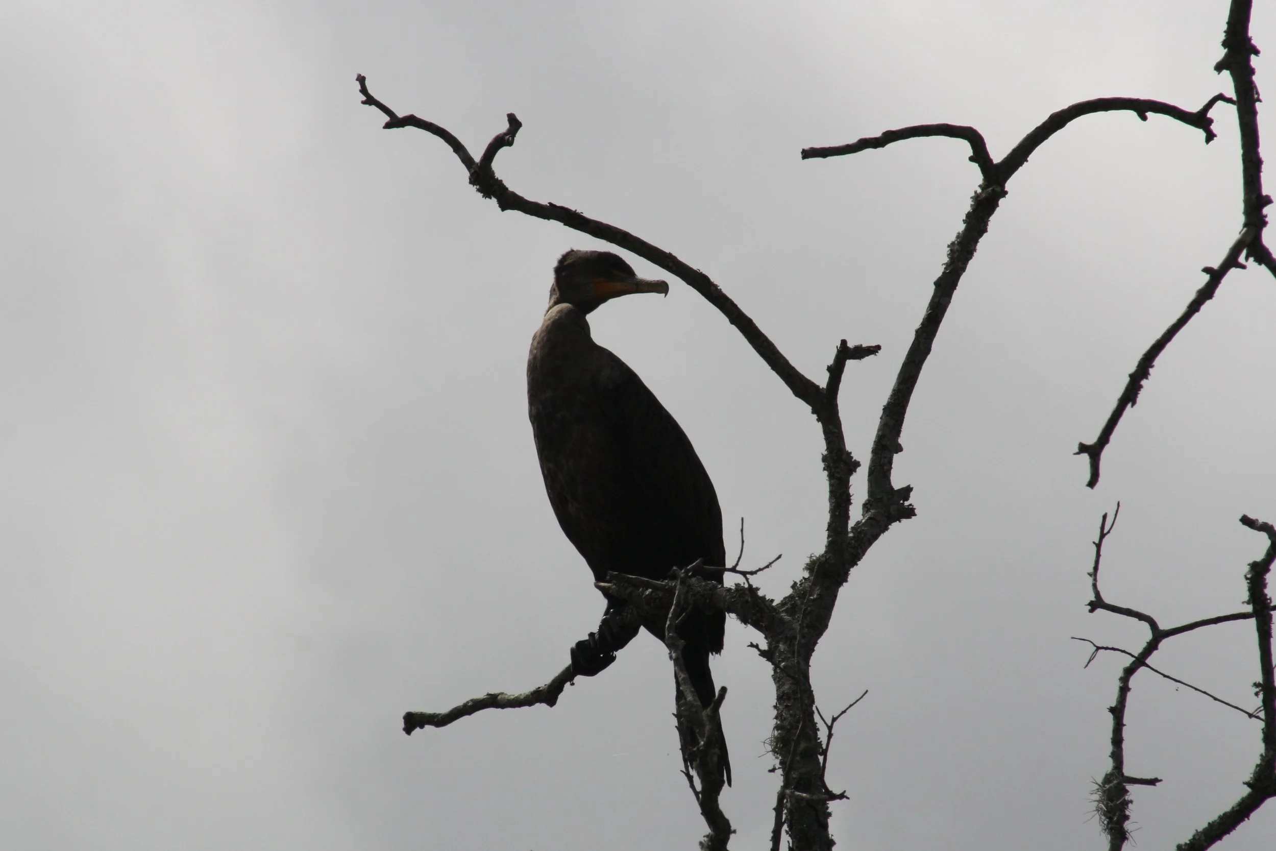 Double Crested Cormorant, Savannah, GA, 2026.