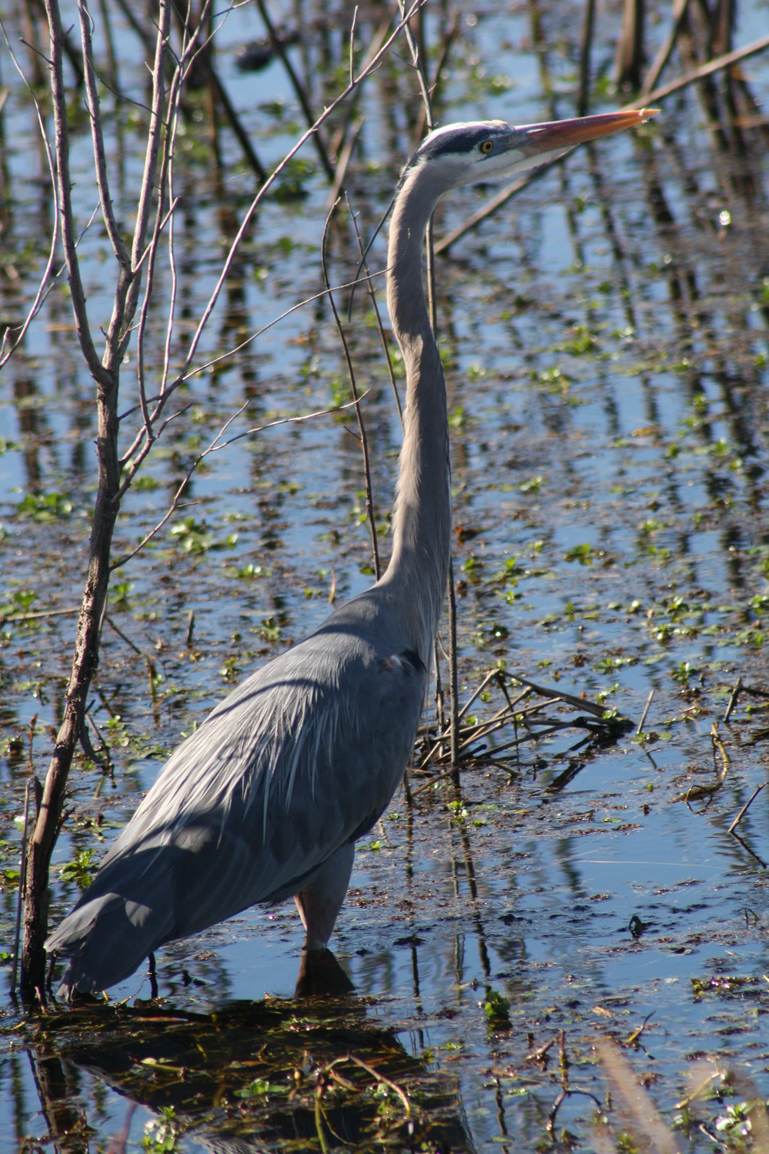 Great Blue Heron, Savannah, GA, 2026.