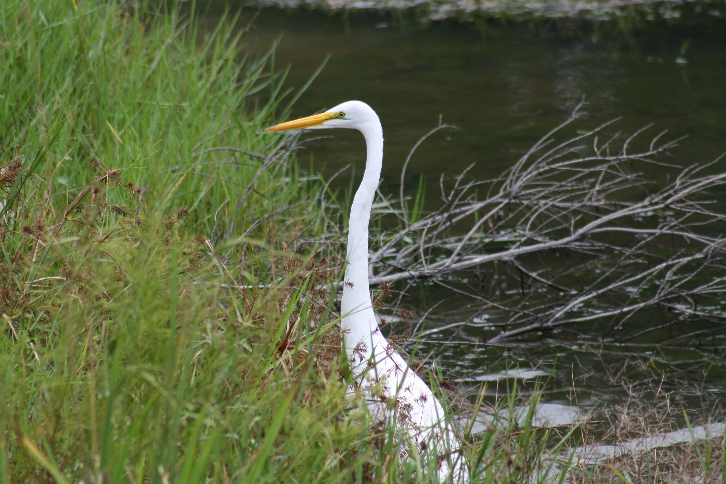 Great Egret, Pooler, GA, 2025.