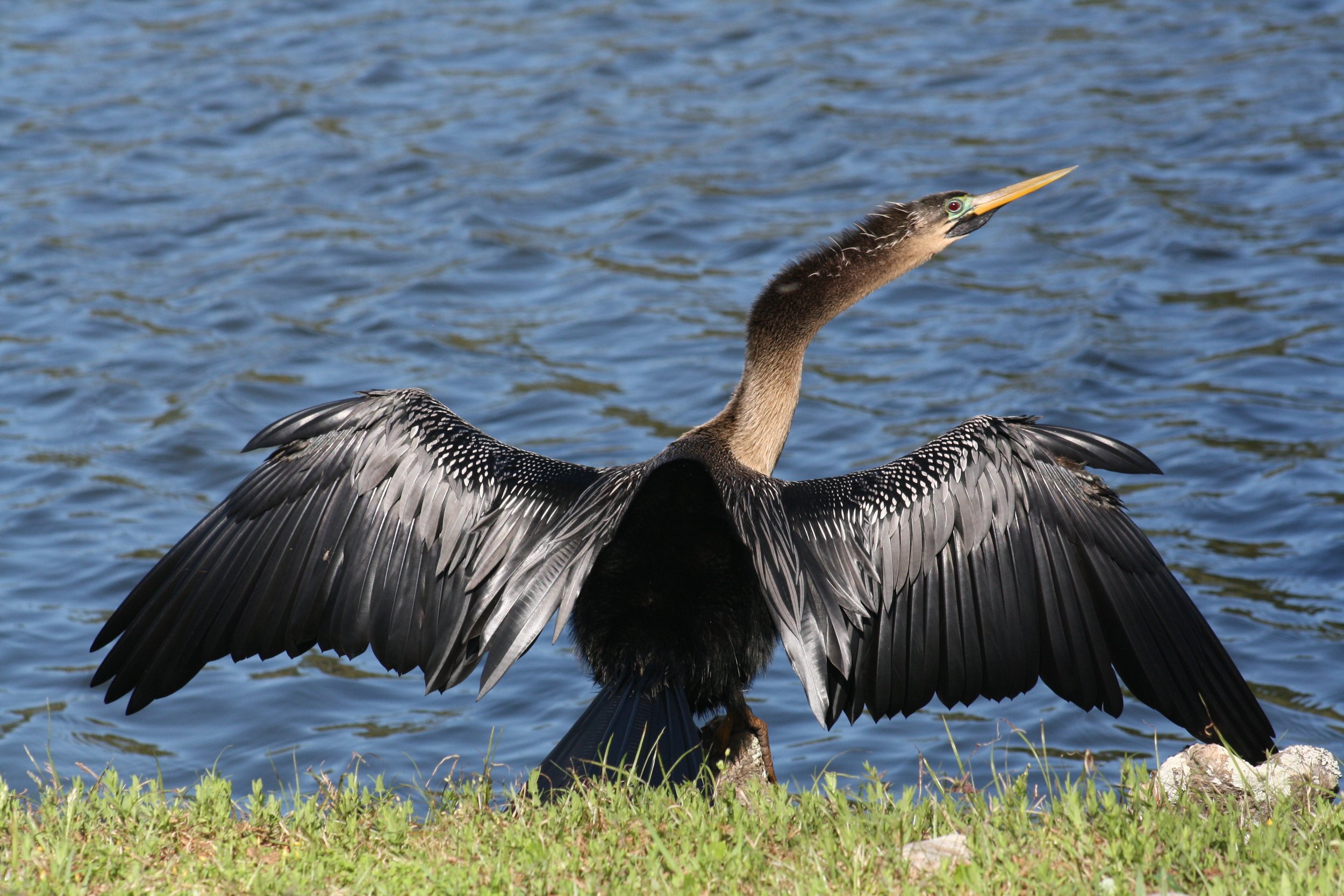 Anhinga, Skidaway Island, GA, 2026.