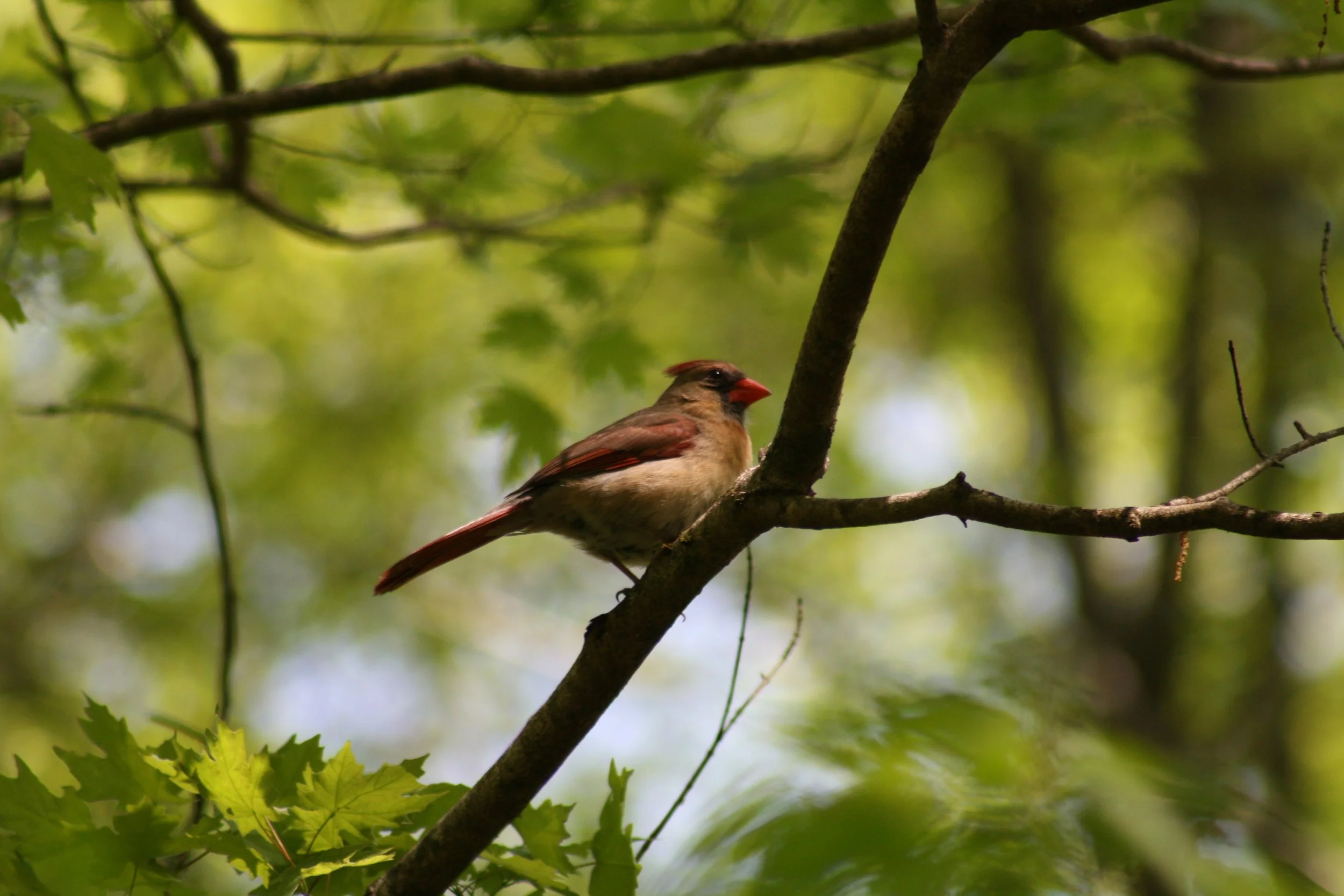Northern Cardinal, Island Ford, GA, 2025.