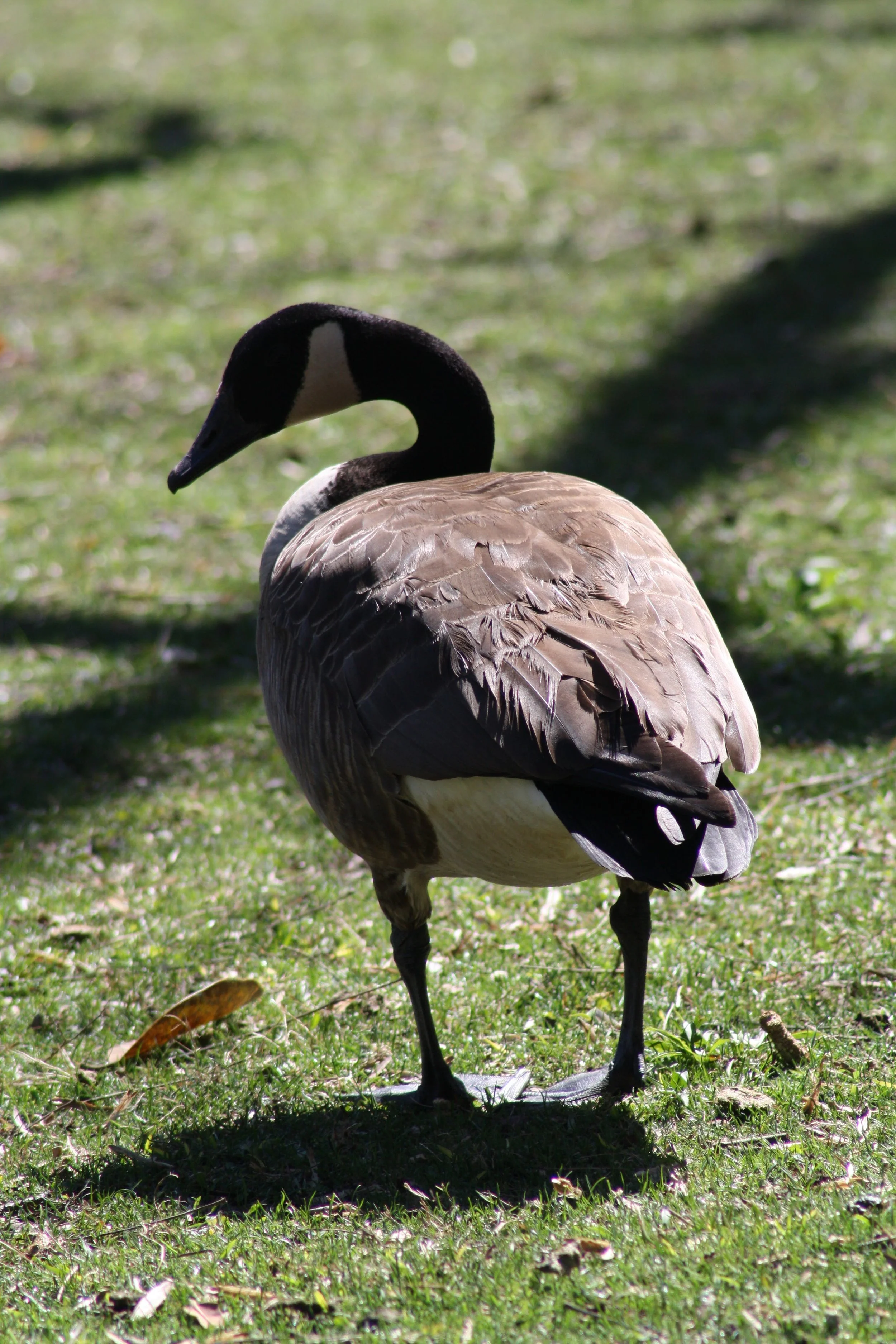 Canada Goose, Atlanta, GA, 2025.