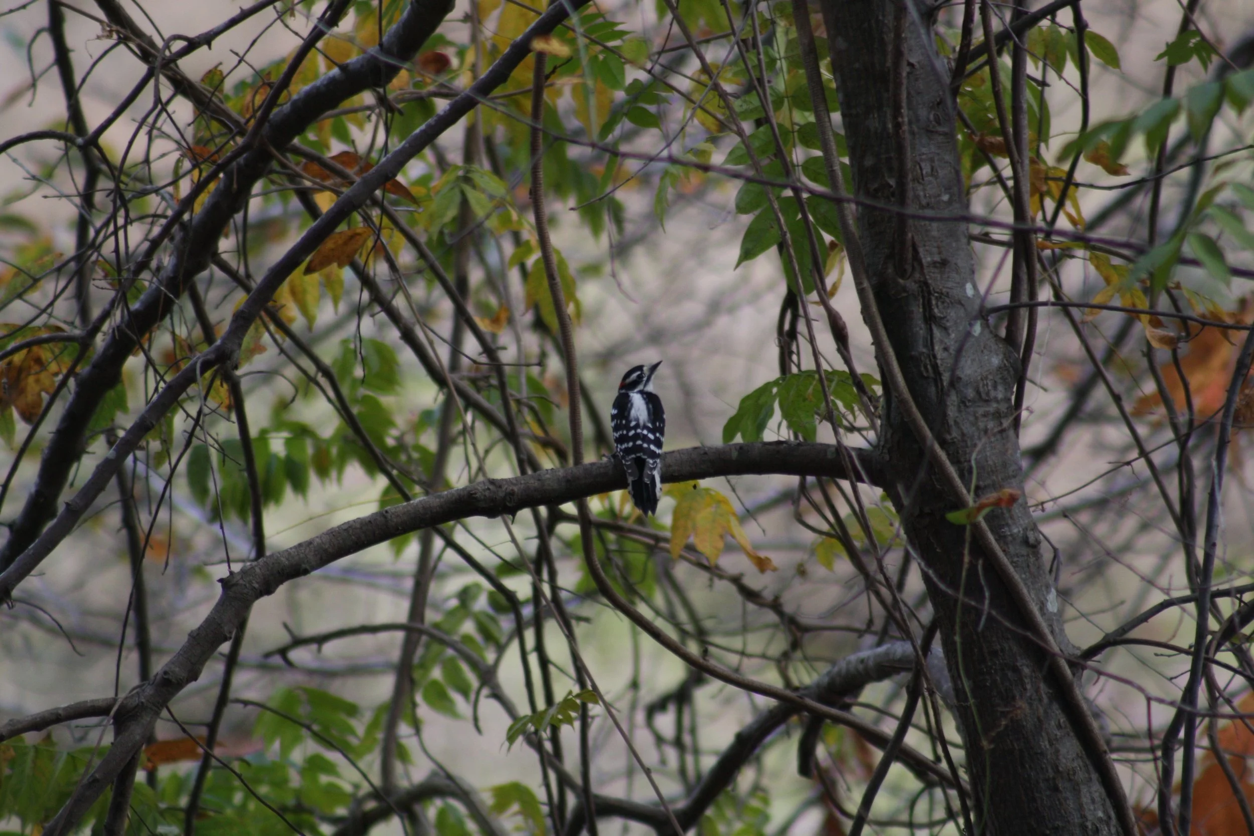 Downy Woodpecker, Atlanta, GA, 2025.